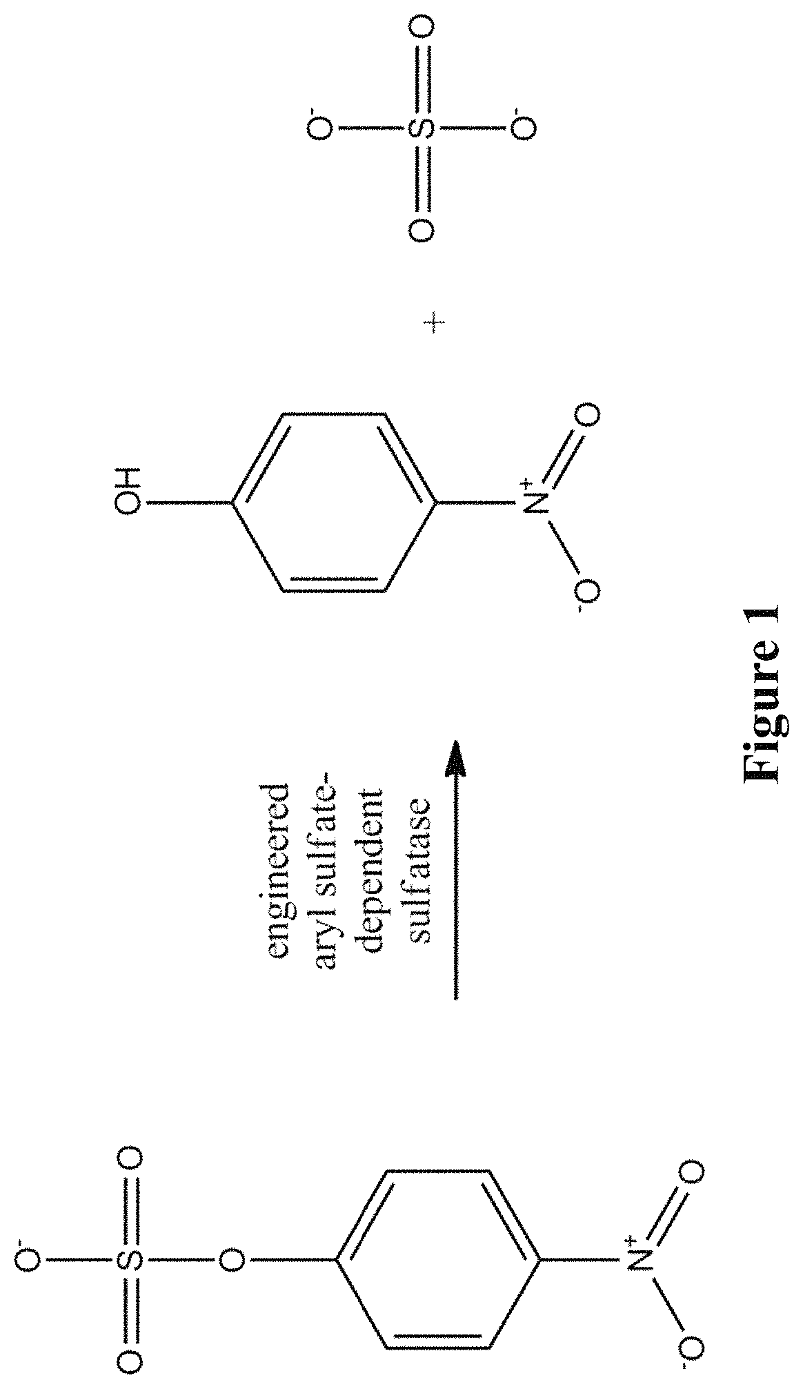 Patent US11773382 Figure 1 – Engineered aryl sulfate-dependent enzymes