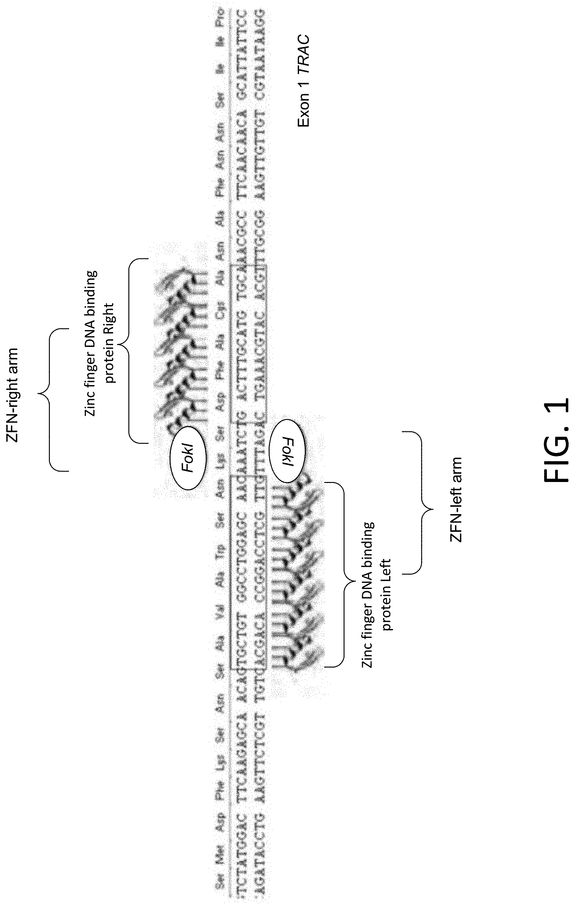 Patent US11773384 — Chimeric antigen receptor (CAR) and T cell receptor (TCR) modified T cells — Figure 1
