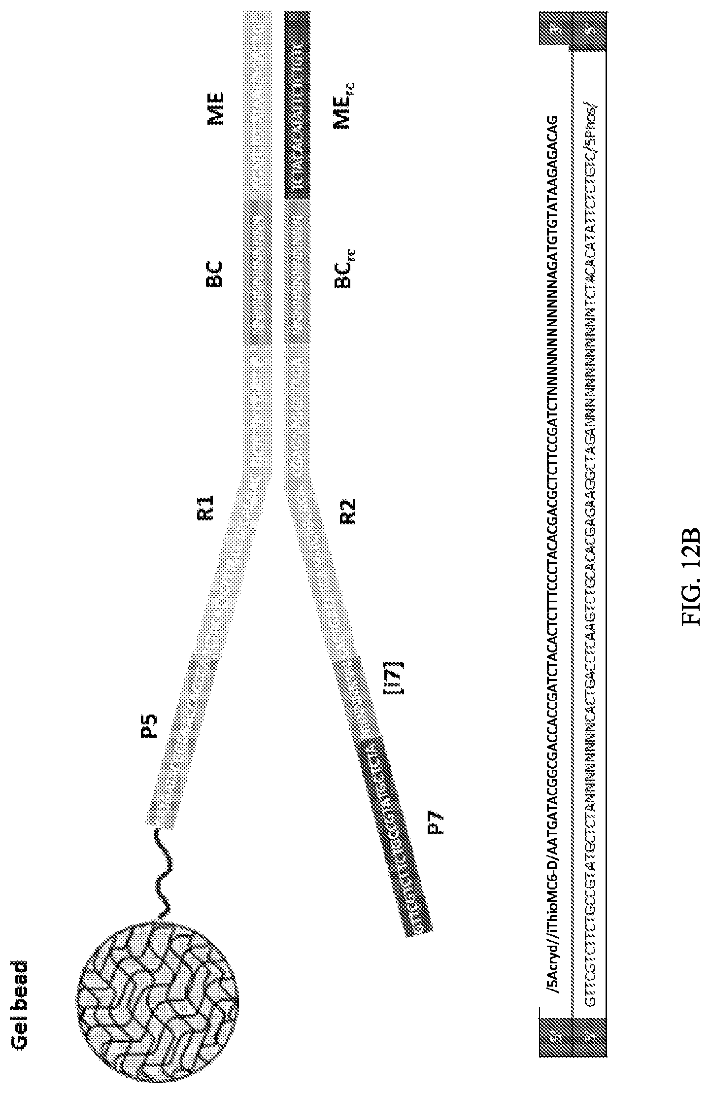 Patent US11773389 Figure 14 – Single cell analysis of transposase accessible chromatin
