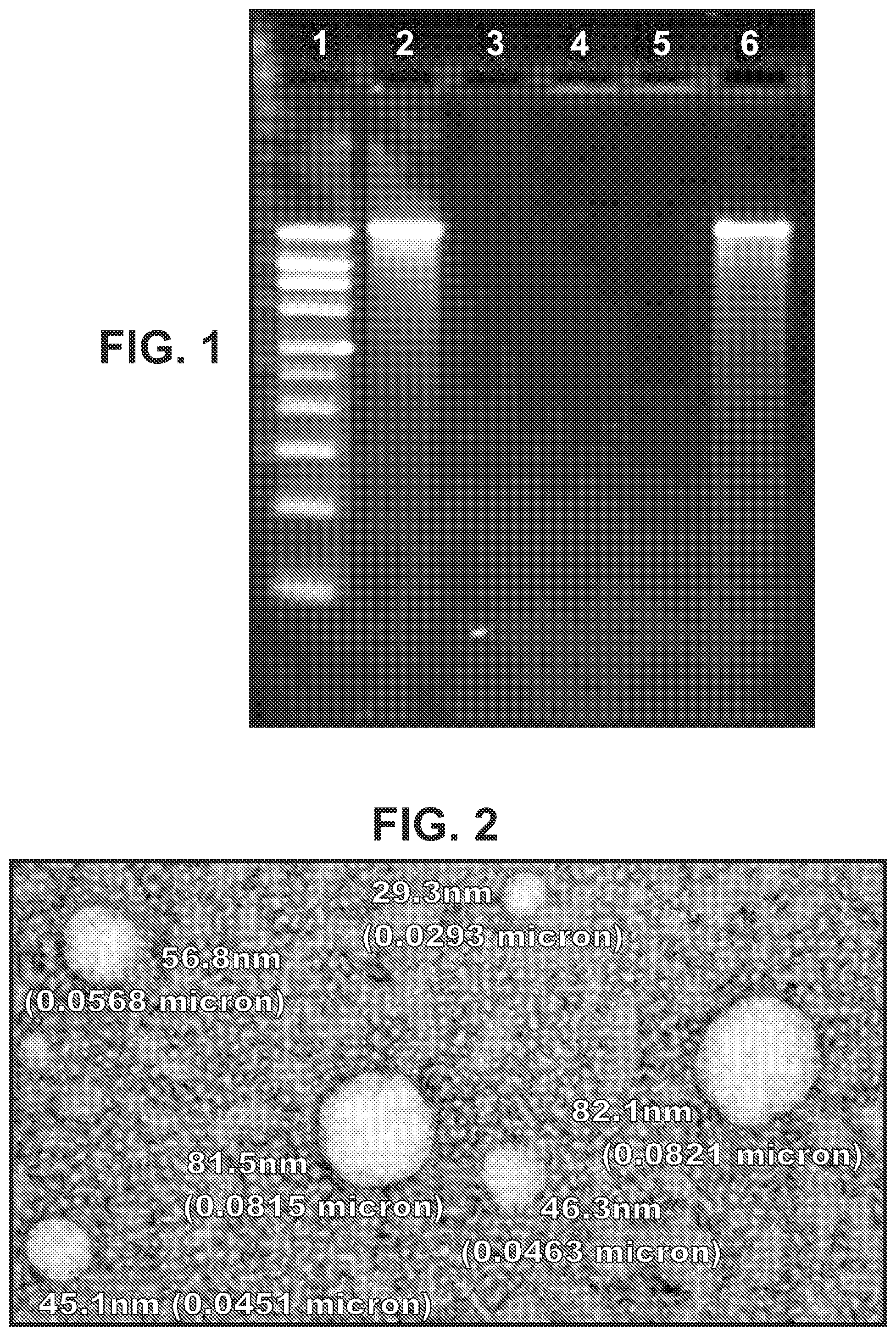 Patent US11773395 — Immunization of large mammals with low doses of RNA — Figure 1