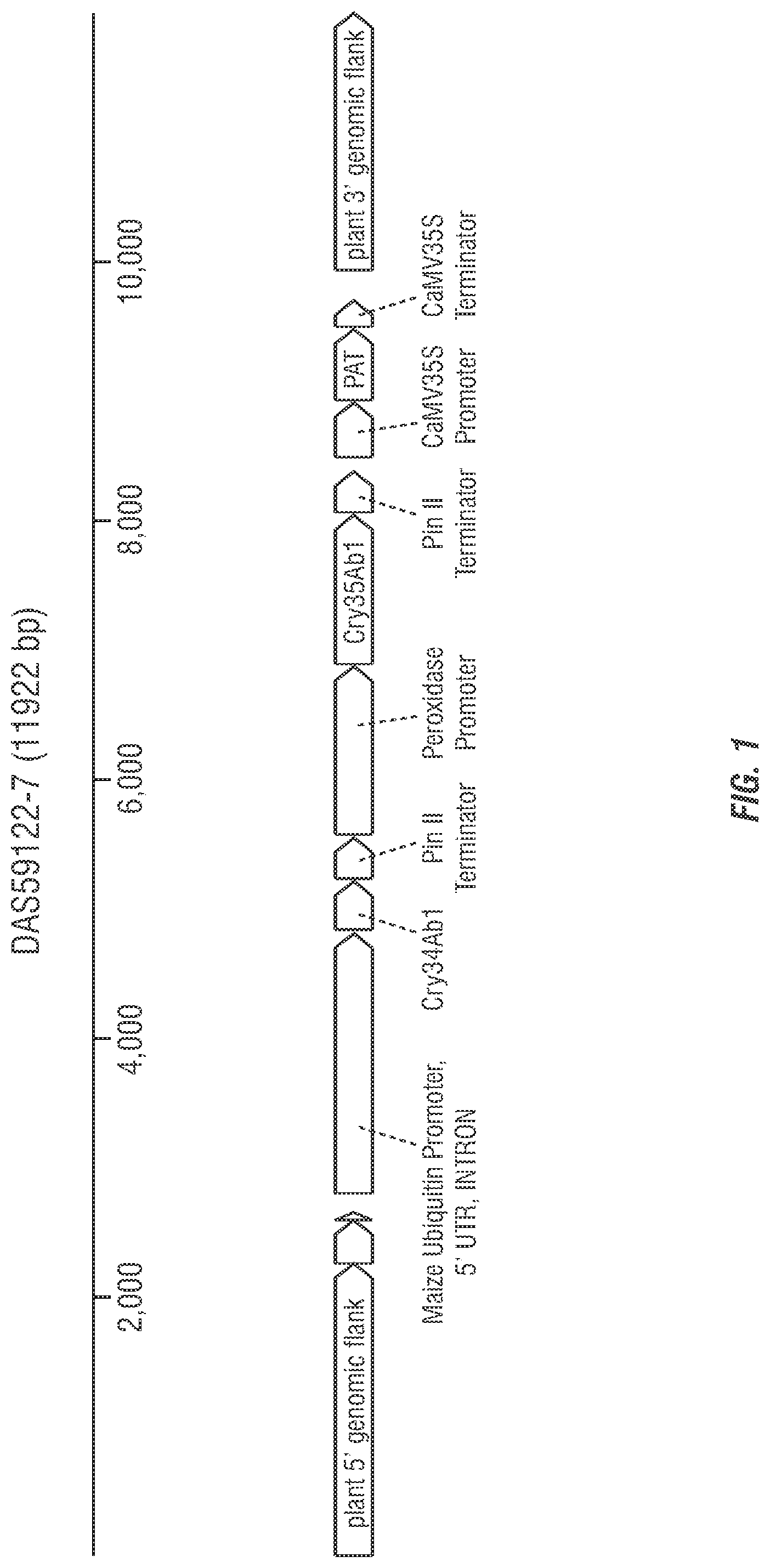 Patent US11773397 — Modified excisable DAS59122-7 maize transgenic locus — Figure 1