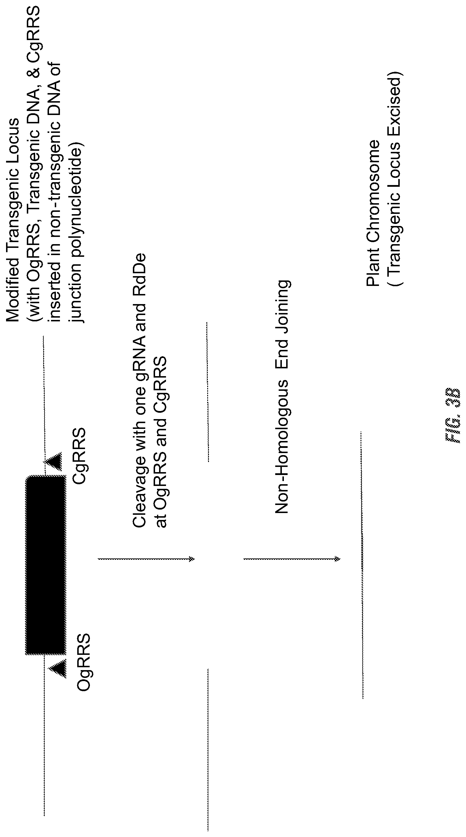 Patent US11773397 Figure 4 – Modified excisable DAS59122-7 maize transgenic locus