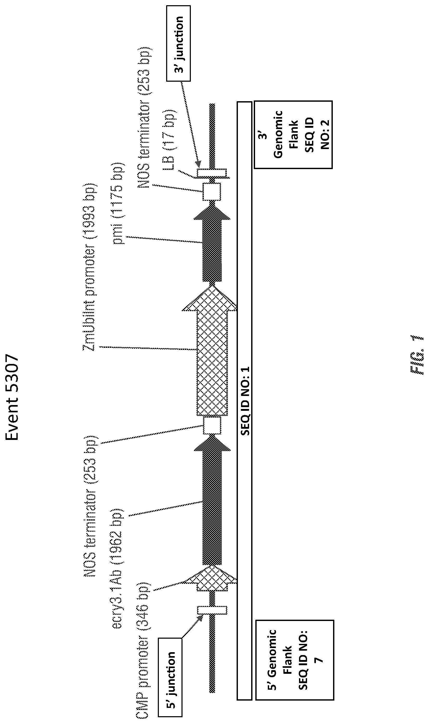 Patent US11773398 — Modified excisable 5307 maize transgenic locus lacking a selectable marker — Figure 1