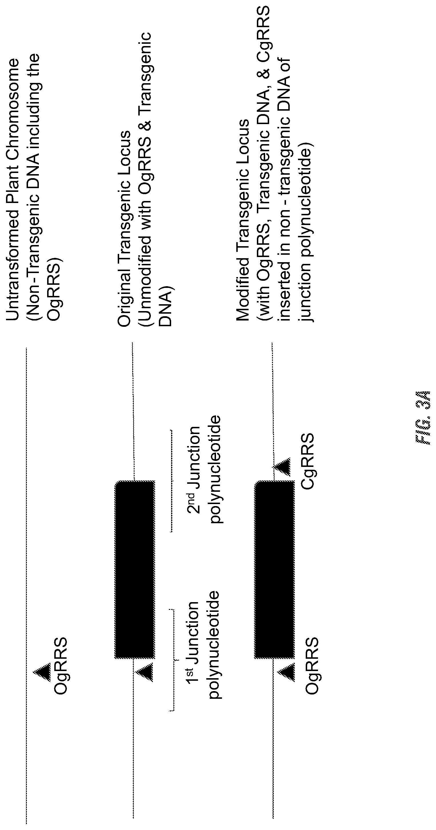 Patent US11773398 Figure 3 – Modified excisable 5307 maize transgenic locus lacking a selectable marker