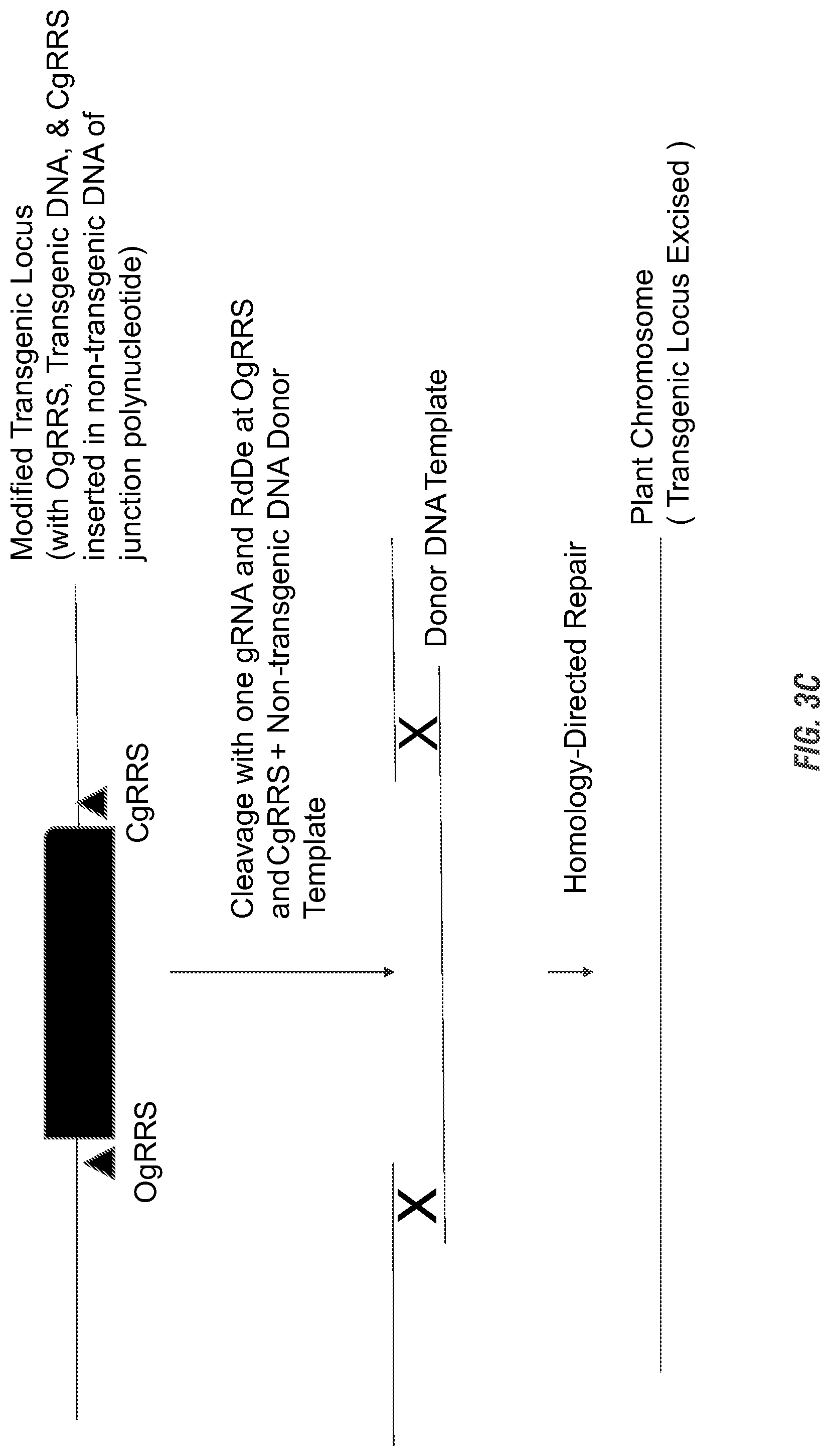 Patent US11773398 Figure 5 – Modified excisable 5307 maize transgenic locus lacking a selectable marker