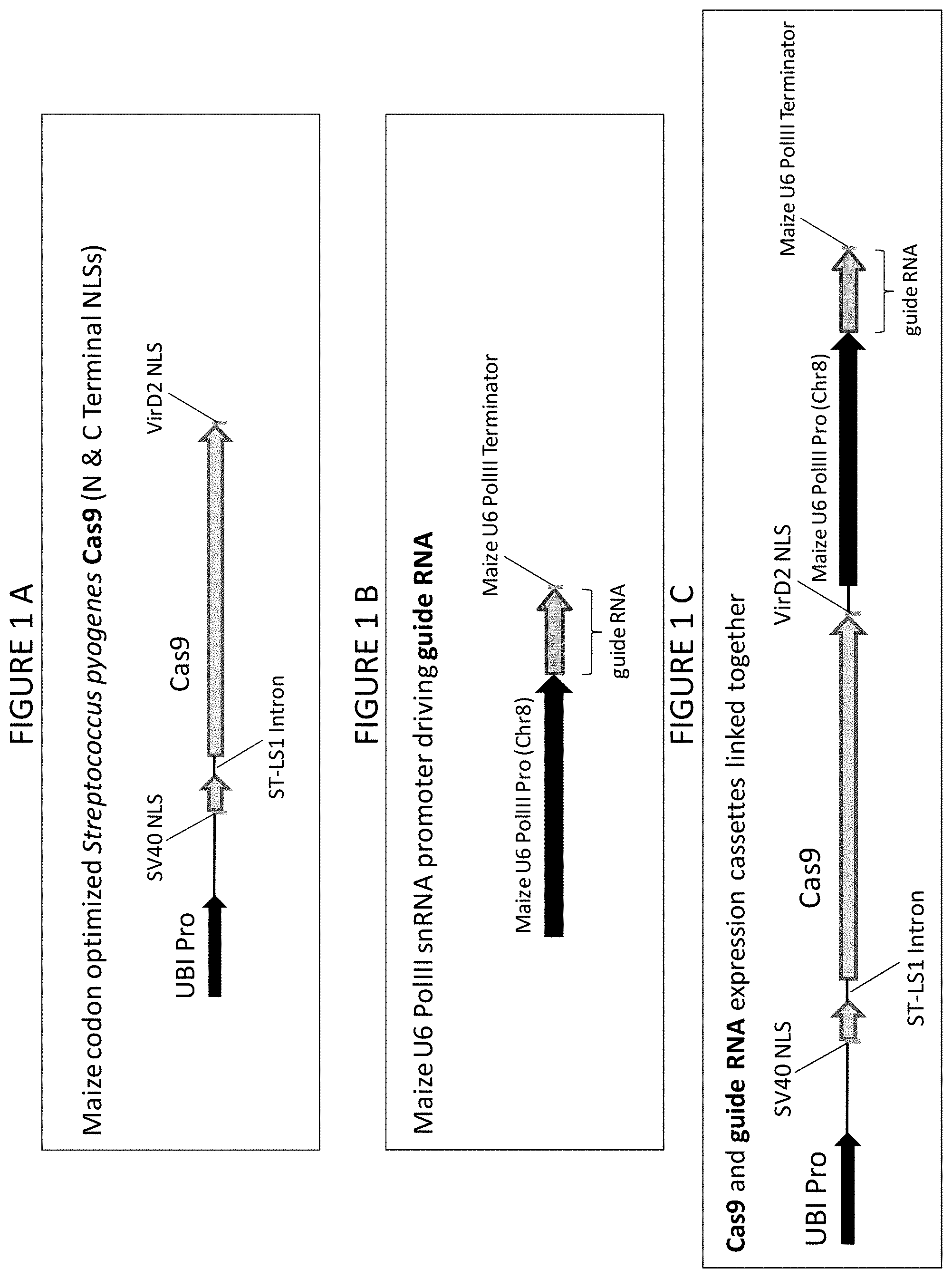 Patent US11773400 — Methods for producing genetic modifications in a plant genome without incorporating a selectable transgene marker, and compositions thereof — Figure 1