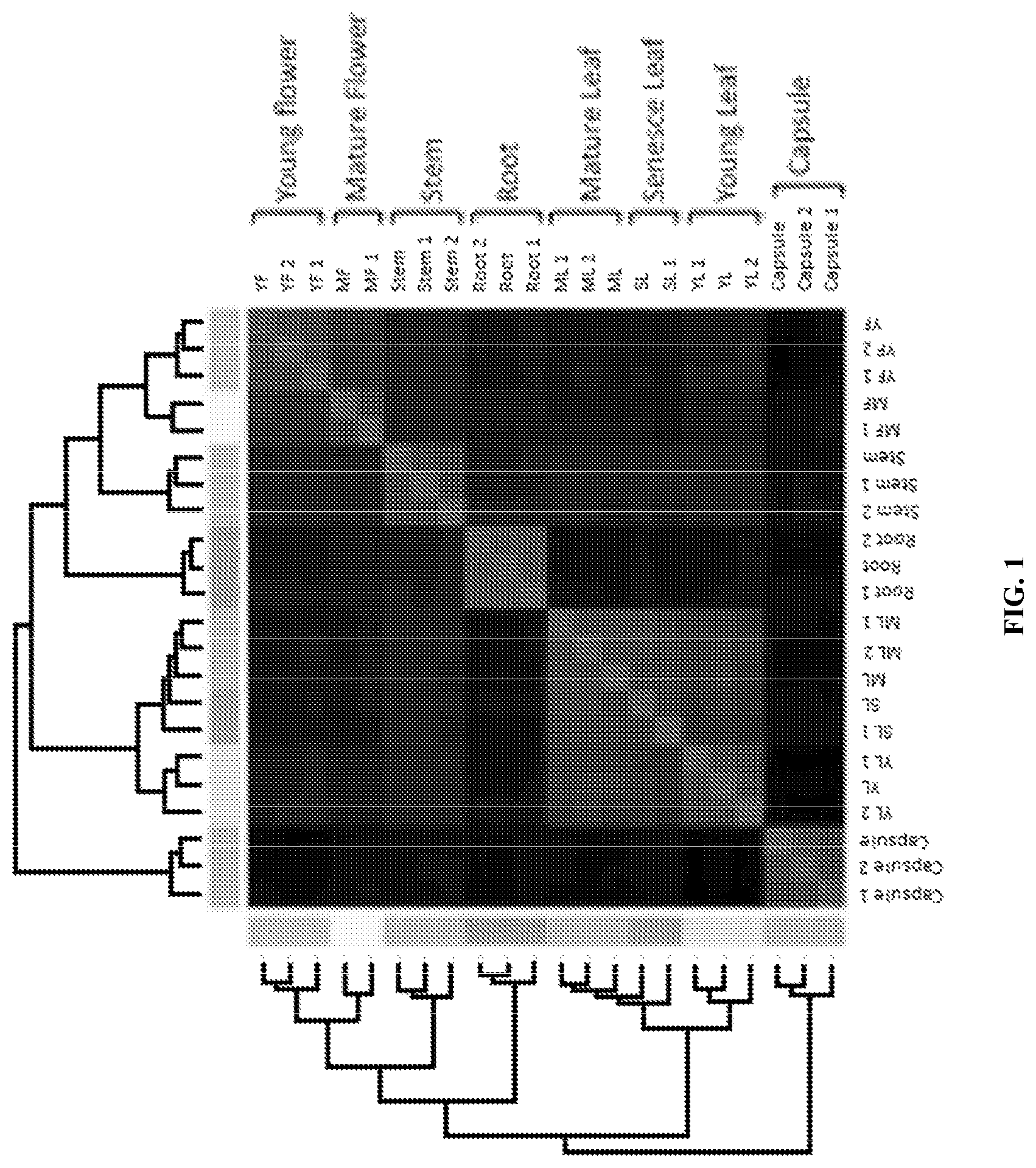 Patent US11773401 Figure 1 – bZIP transcription factors regulate conversion of nicotine to nornicotine
