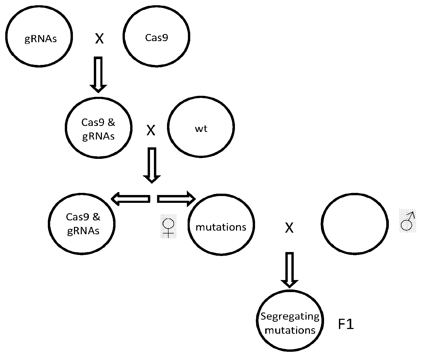 Patent US11773403 Figure 1 – Methods and materials for high throughput testing of mutagenized allele combinations