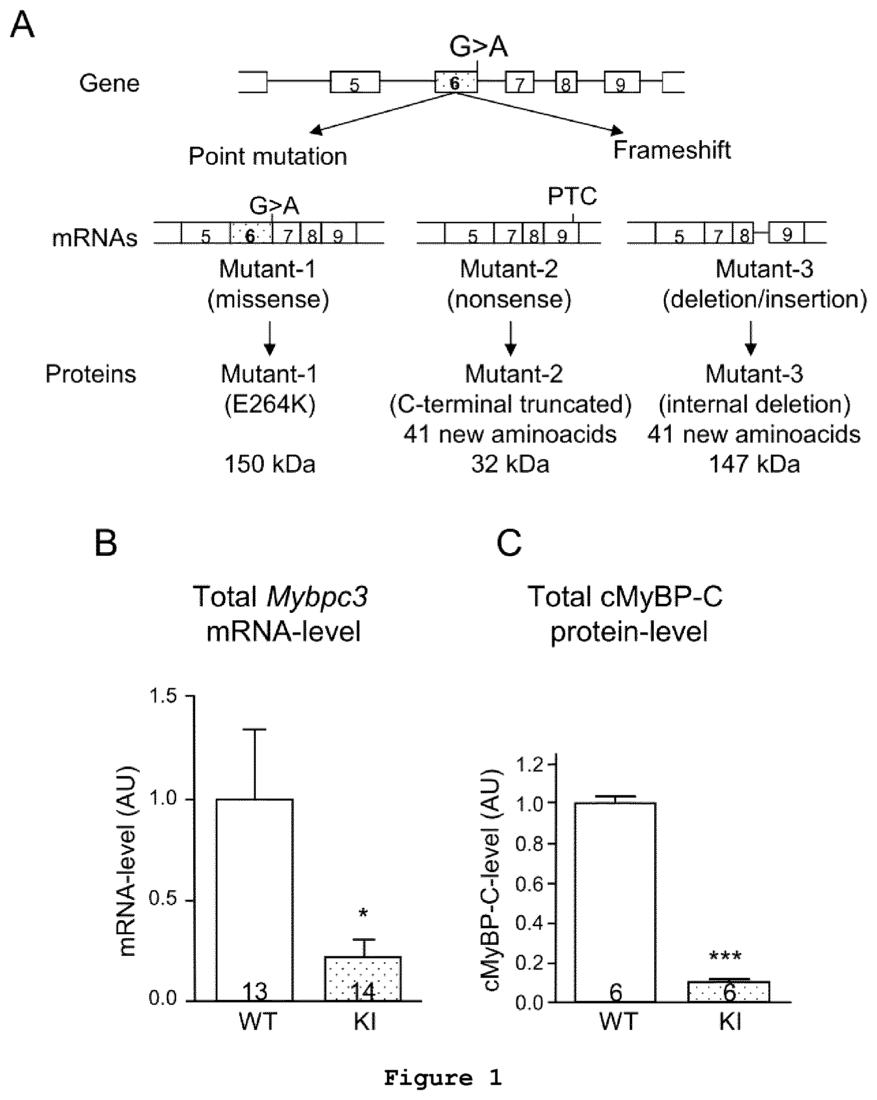 Patent US11773408 — Gene-therapy vectors for treating cardiomyopathy — Figure 1