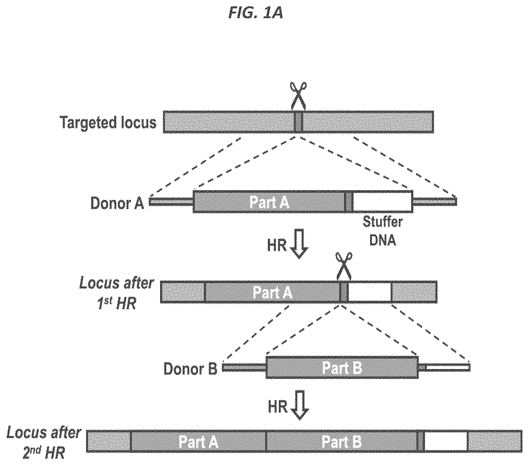 Patent US11773409 — CRISPR/Cas 9-mediated integration of polynucleotides by sequential homologous recombination of AAV donor vectors — Figure 1