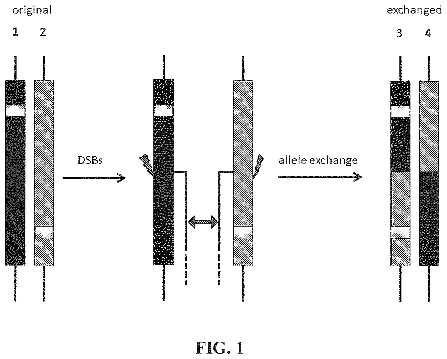 Patent US11773410 — Repairing compound heterozygous recessive mutations by allele exchange — Figure 1
