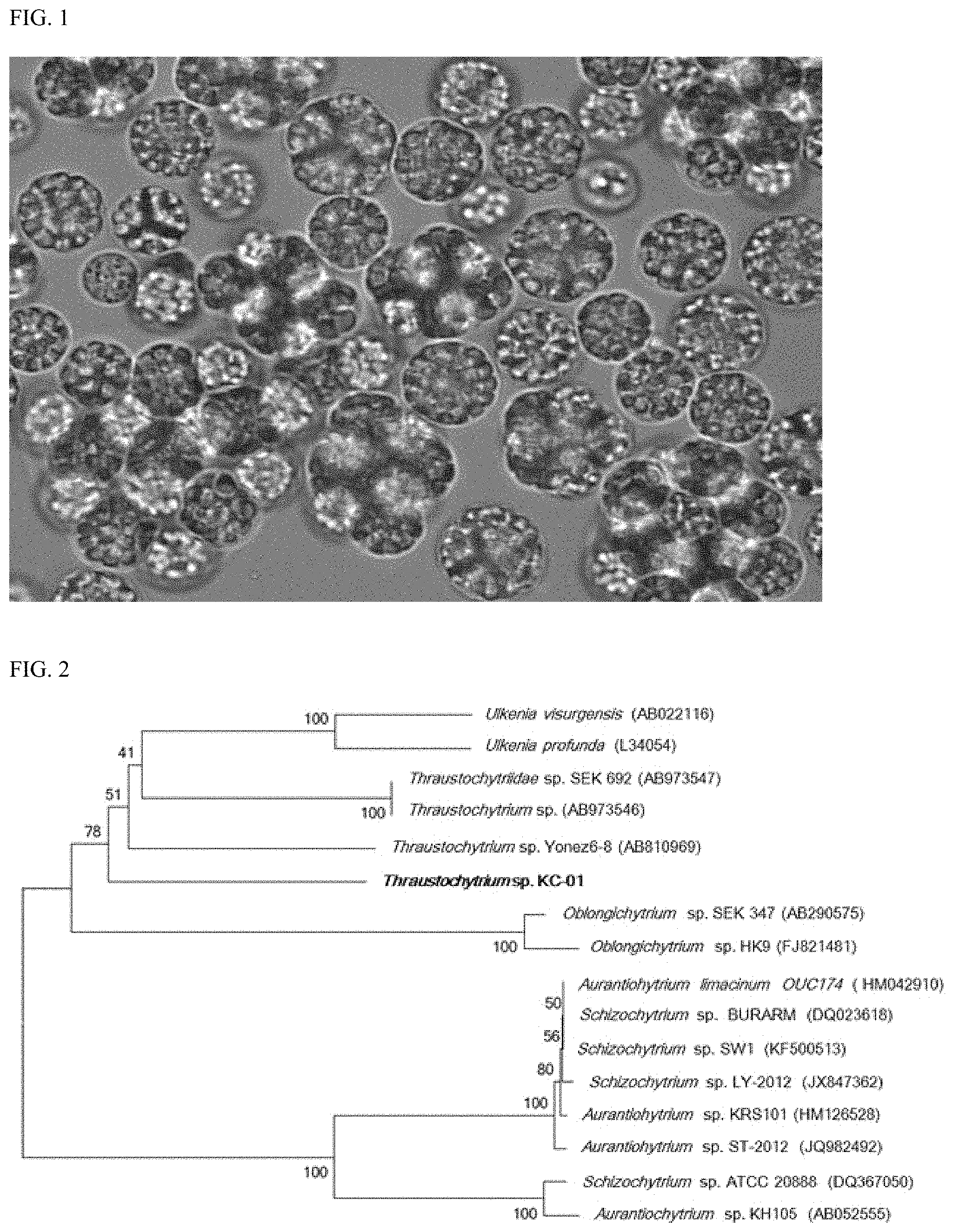 Patent US11773417 — Microalgal strains of Thraustochytrium genus, and method of producing polyunsaturated fatty acids using the same — Figure 1