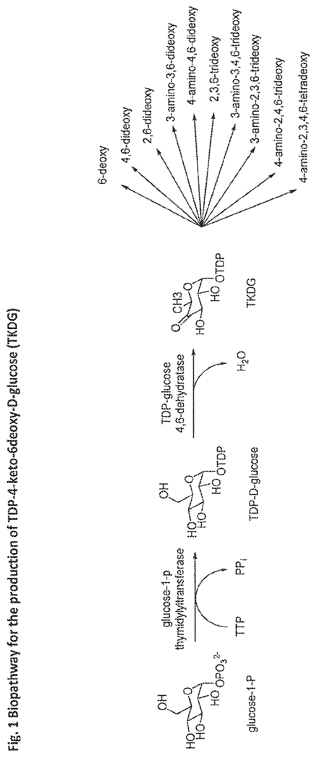 Patent US11773423 — Production of activated TDP-deoxysugars in recombinant microorganisms — Figure 1