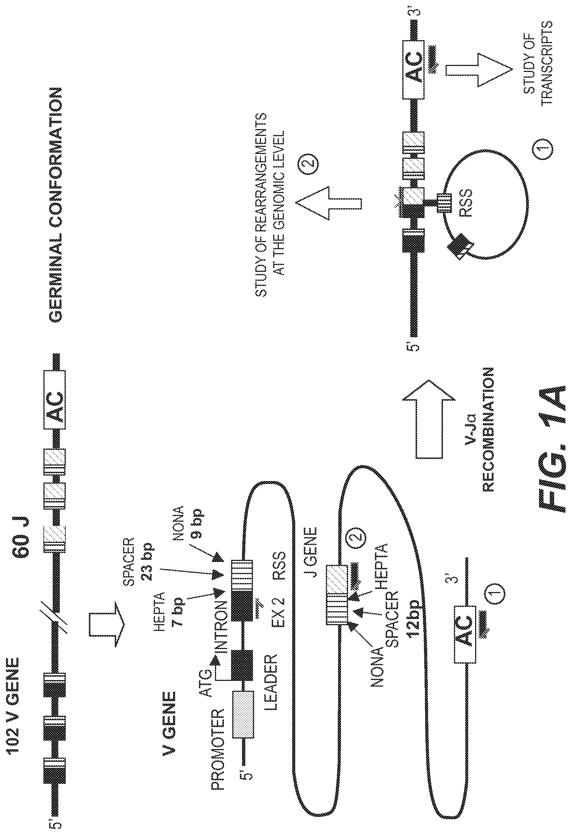 Patent US11773442 — Method for studying V(D)J combinatory diversity — Figure 1