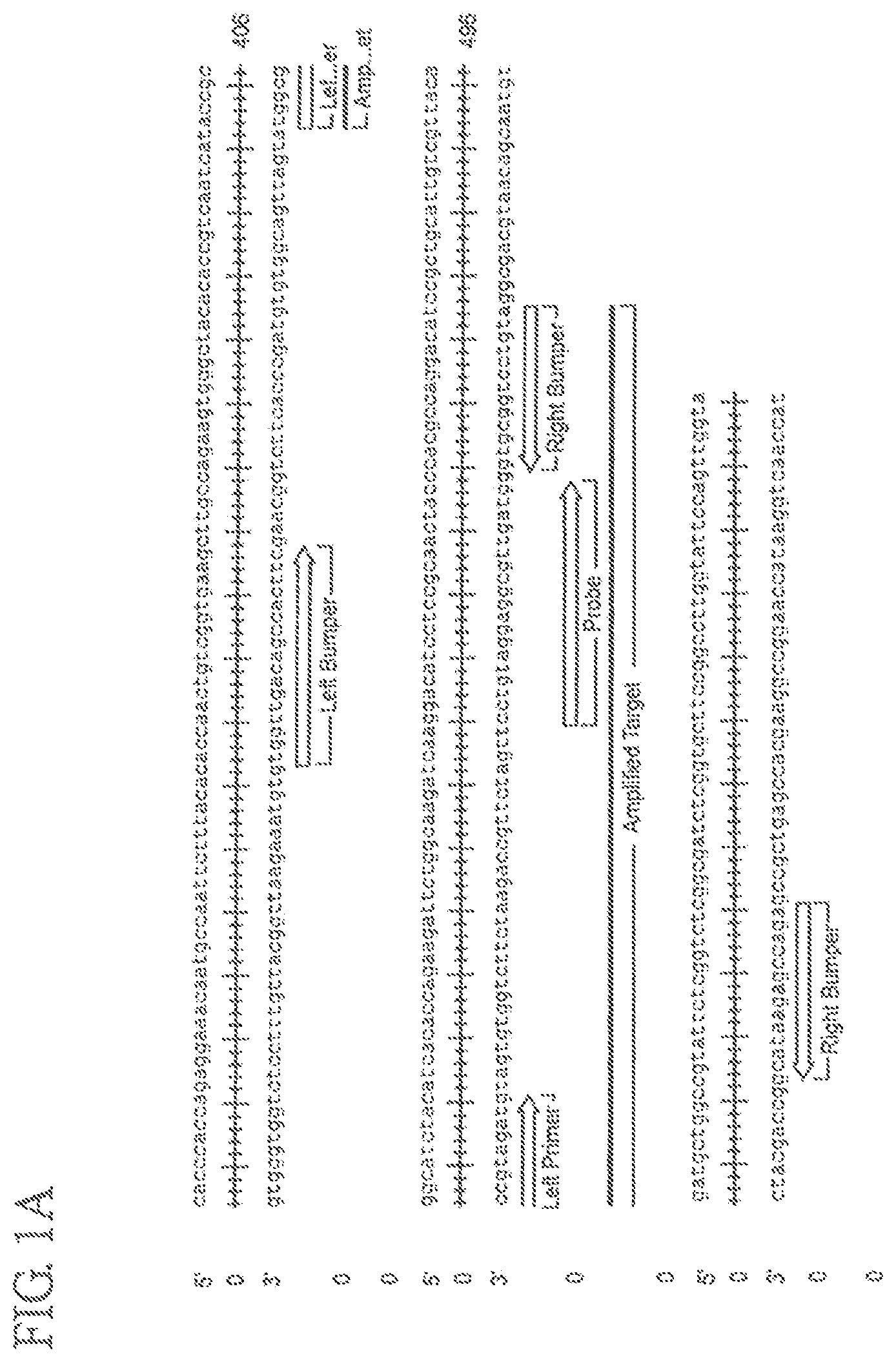 Patent US11773457 — Assay for Trichomonas vaginalis by amplification and detection of Trichomonas vaginalis AP65-1 gene — Figure 1