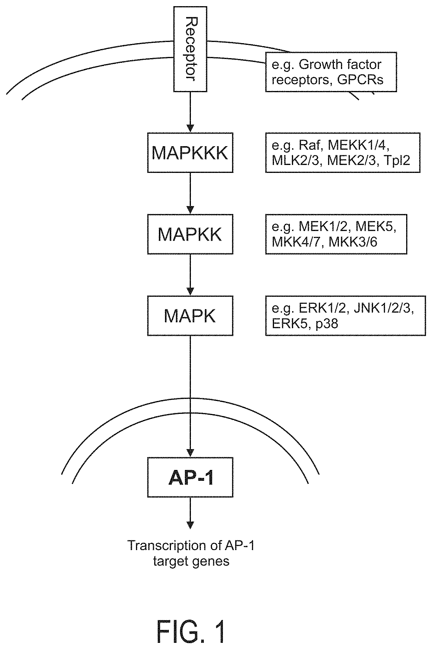 Patent US11776661 — Determination of MAPK-AP-1 pathway activity using unique combination of target genes — Figure 1