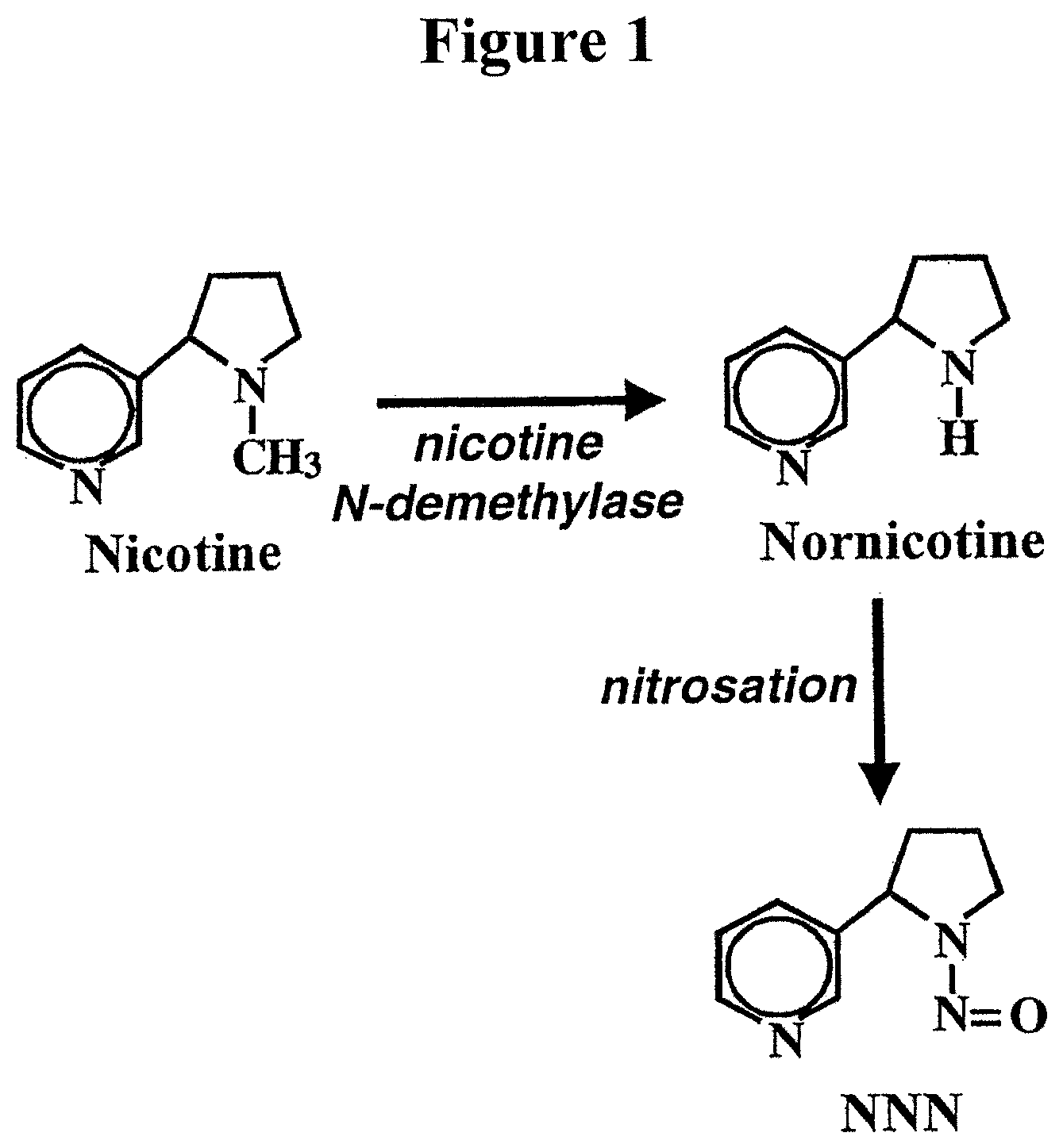 Patent US11778965 — Alteration of tobacco alkaloid content through modification of specific cytochrome P450 genes — Figure 1