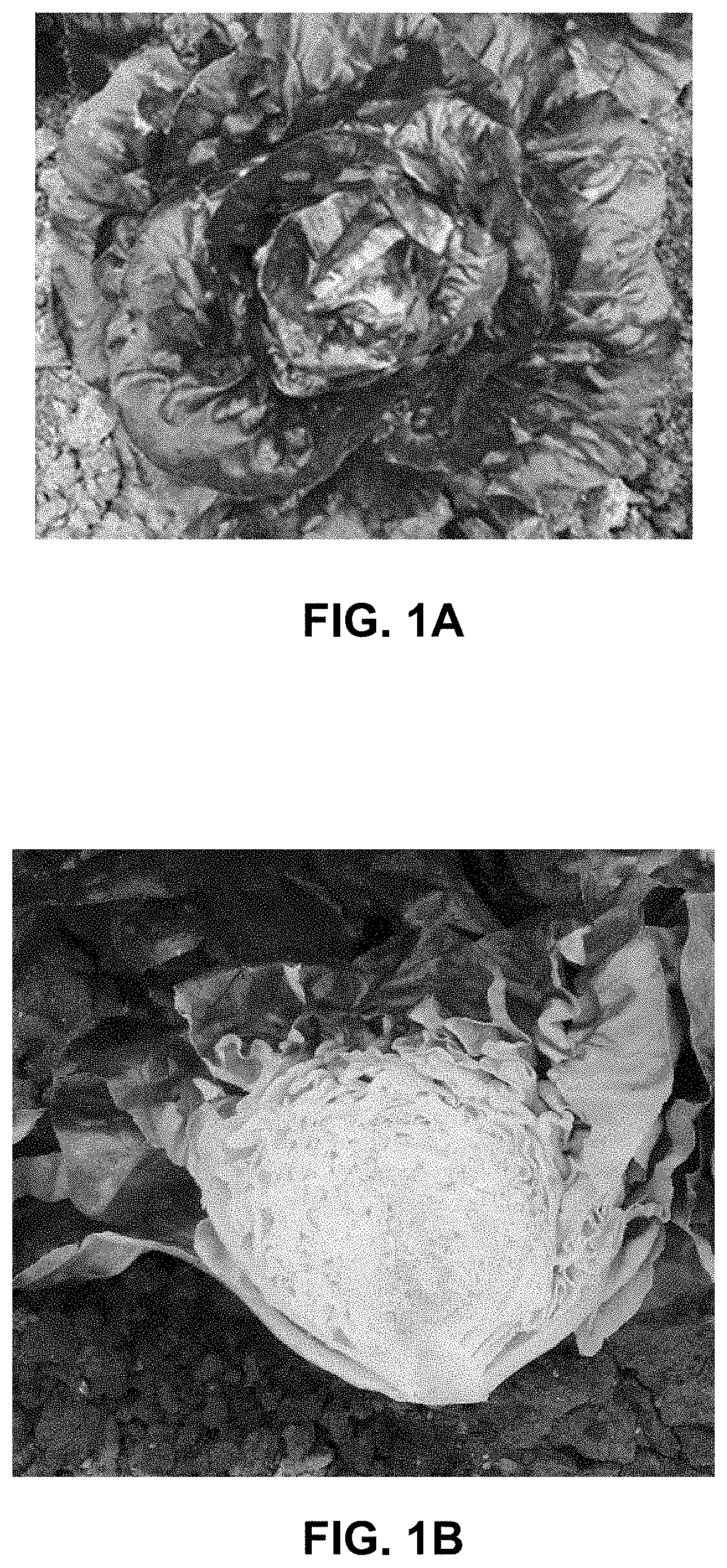 Patent US11778966 — Lettuce variety ‘Marciano’ — Figure 1
