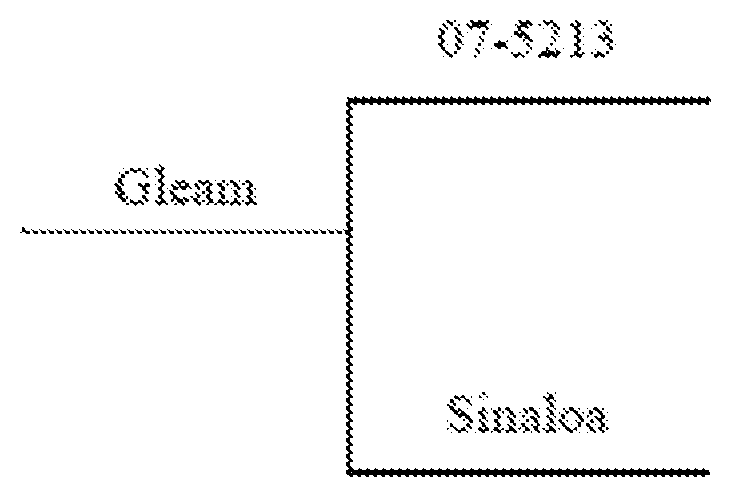 Patent US11778975 — Edible bean line <14451> (LUMEN) — Figure 1