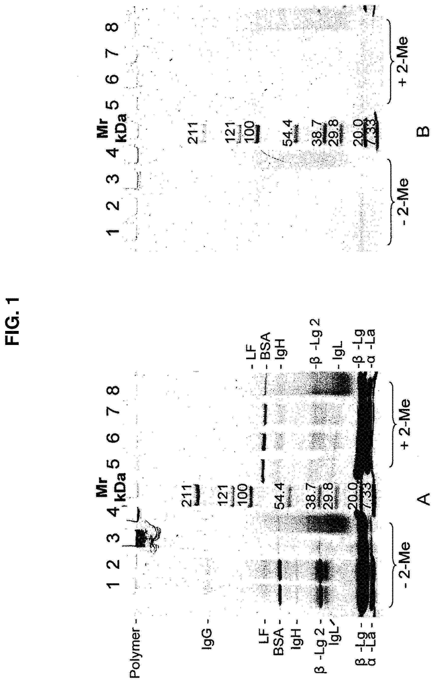 Patent US11779040 — Production of protein-polysaccharide conjugates — Figure 1