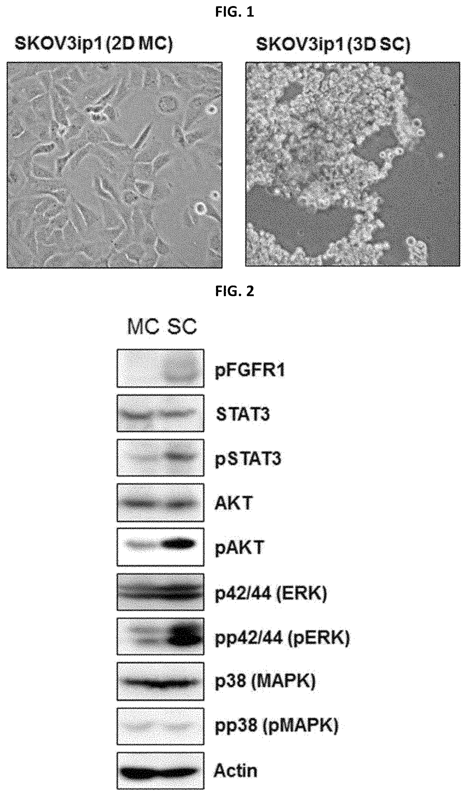Patent US11779582 — Composition for preventing or treating metastatic ovarian cancer, endometrial cancer or breast cancer — Figure 1