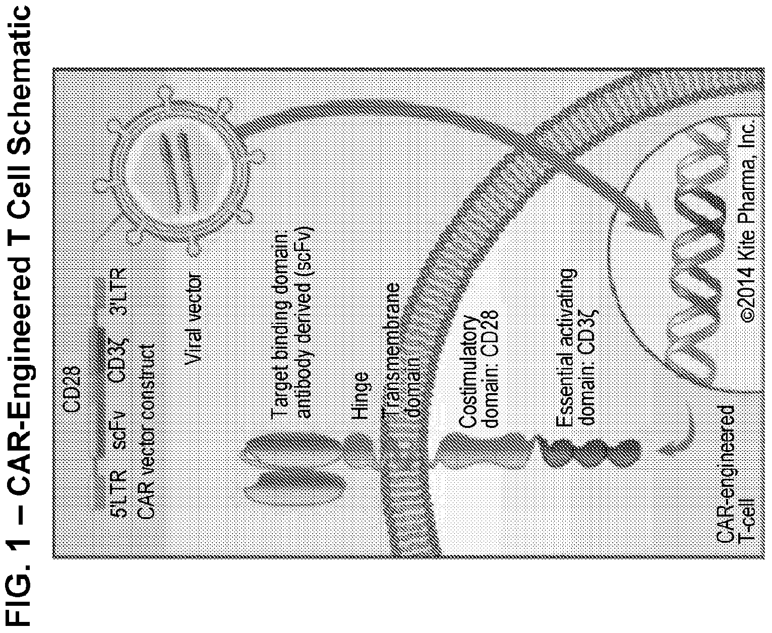 Patent US11779601 — Diagnostic methods for T cell therapy — Figure 1