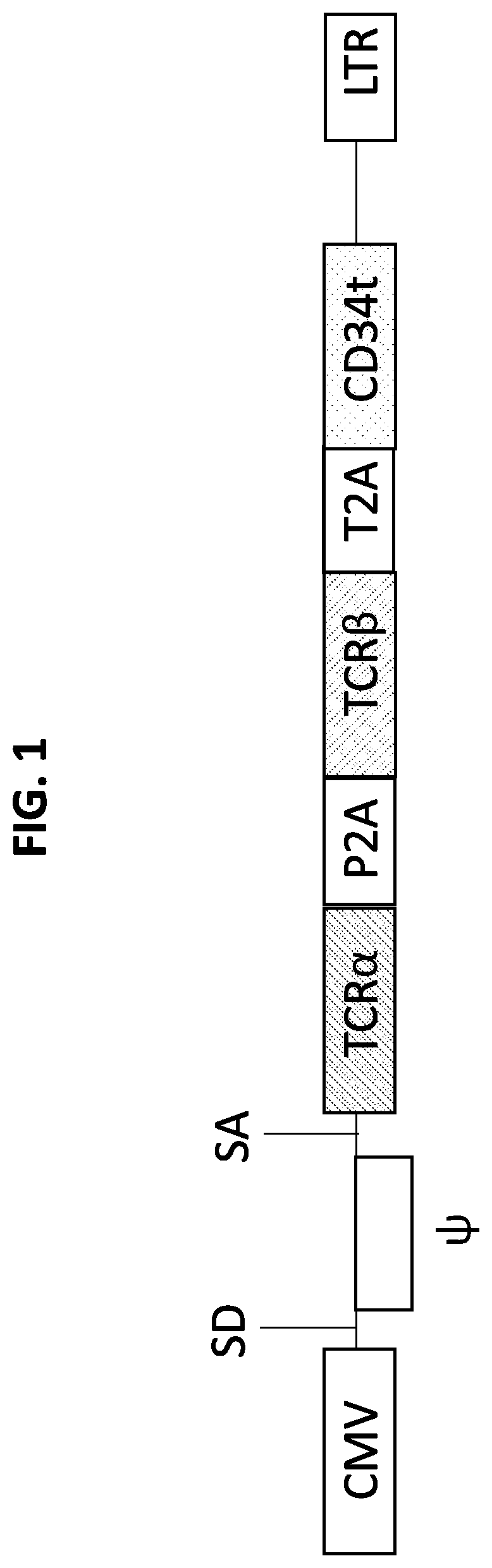 Patent US11779603 — HERV-E reactive T cell receptors and methods of use — Figure 1