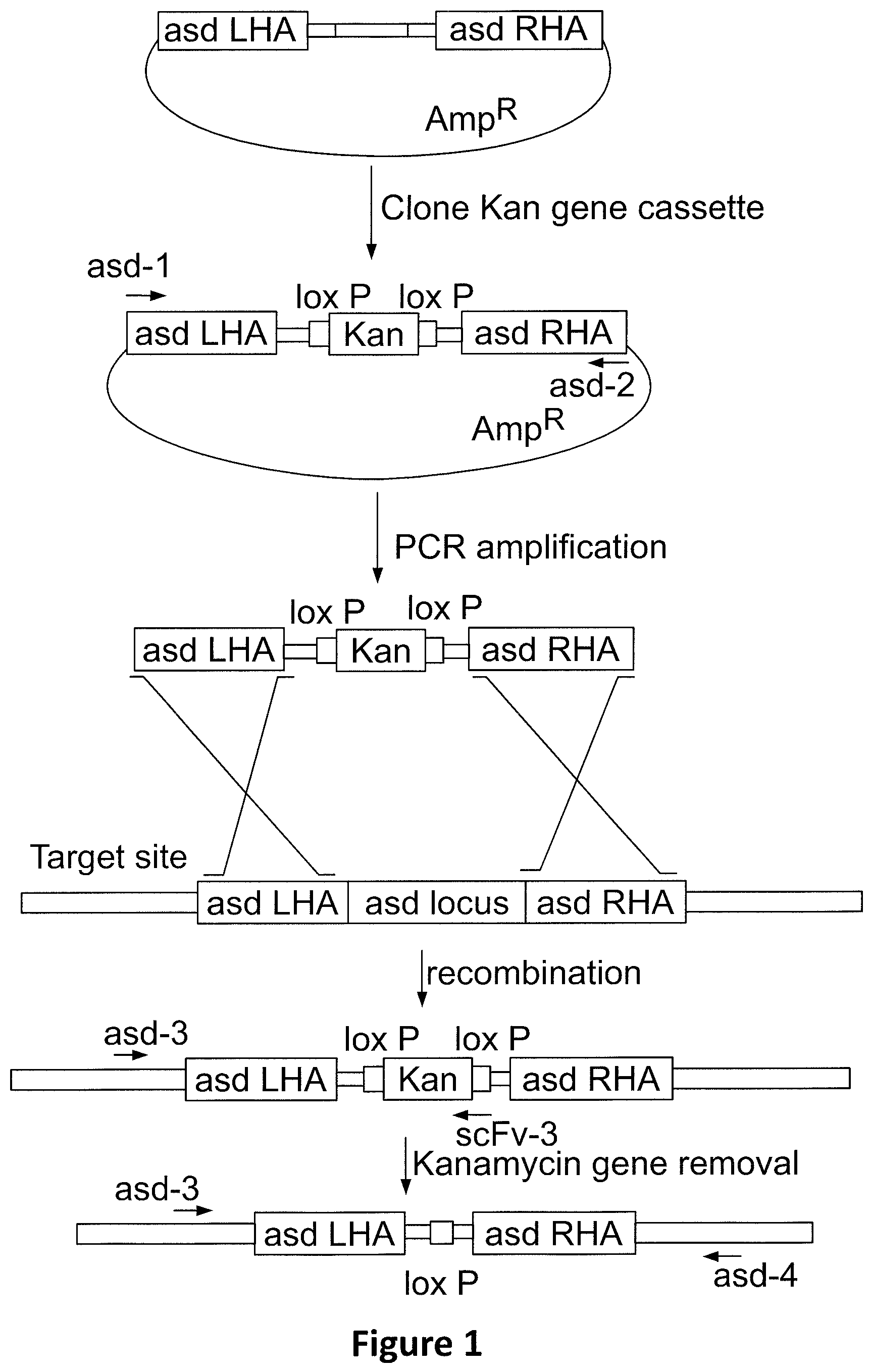 Patent US11779612 — Engineered immunostimulatory bacterial strains and uses thereof — Figure 1