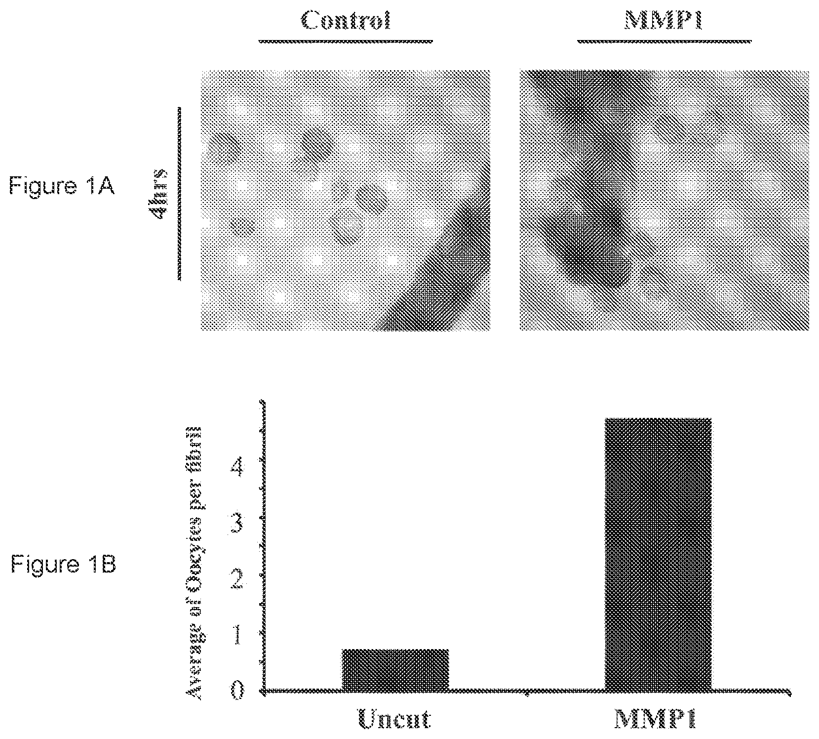 Patent US11779636 — Compositions for remodeling extracellular matrix and methods of use thereof — Figure 1
