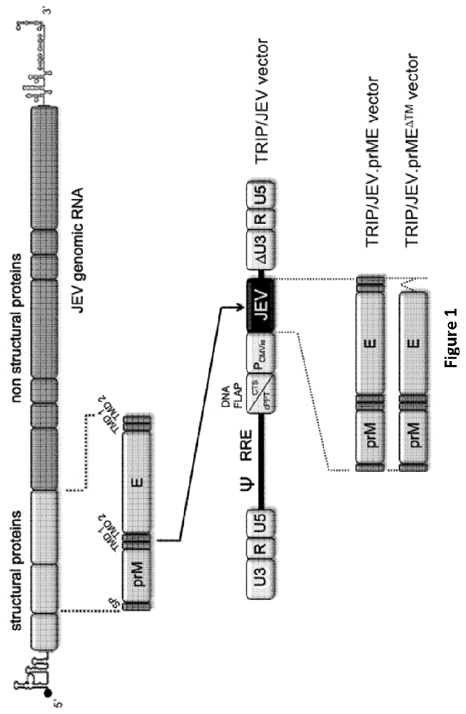Patent US11779640 — Lentiviral vector-based Japanese encephalitis immunogenic composition — Figure 1