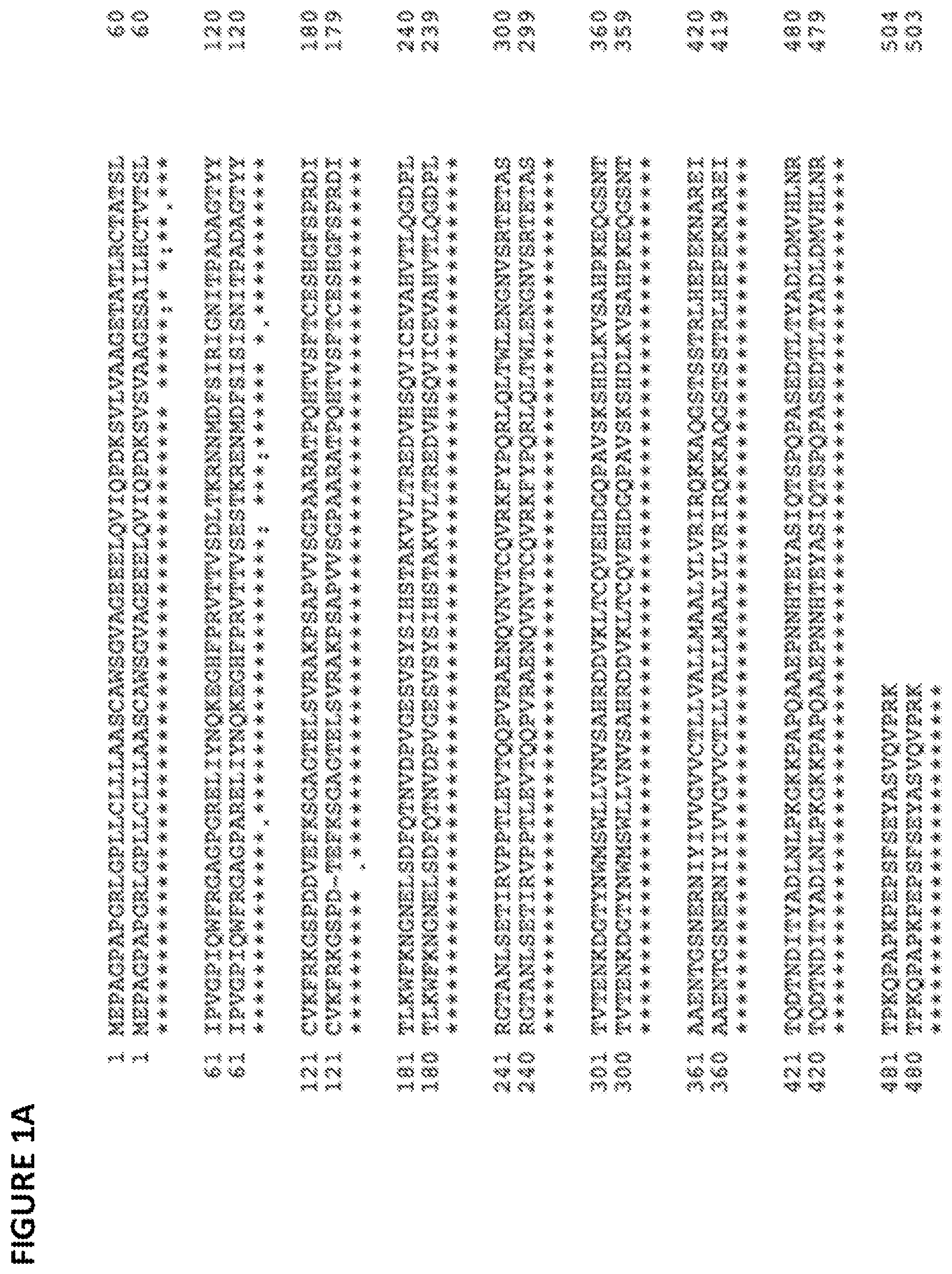 Patent US11779642 — Anti-SIRP-alpha antibodies and methods of use thereof — Figure 1
