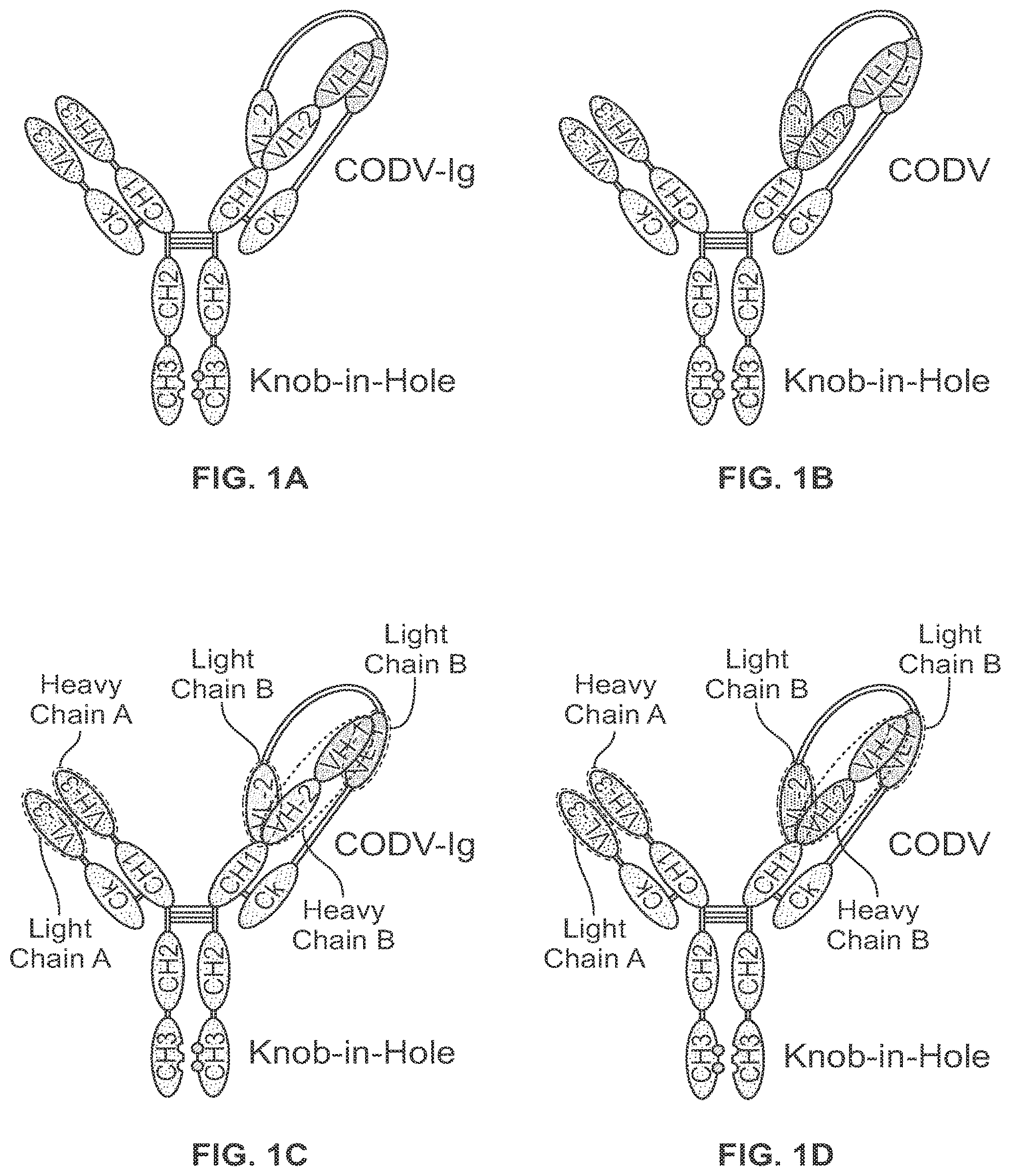 Patent US11779651 — Bivalent, bispecific binding proteins for prevention or treatment of HIV infection — Figure 1