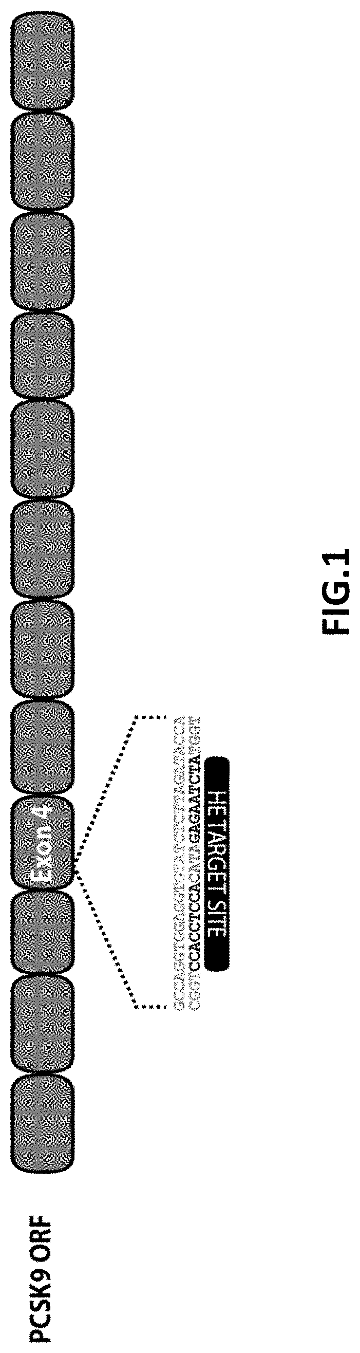 Patent US11779654 — PCSK9 endonuclease variants, compositions, and methods of use — Figure 1