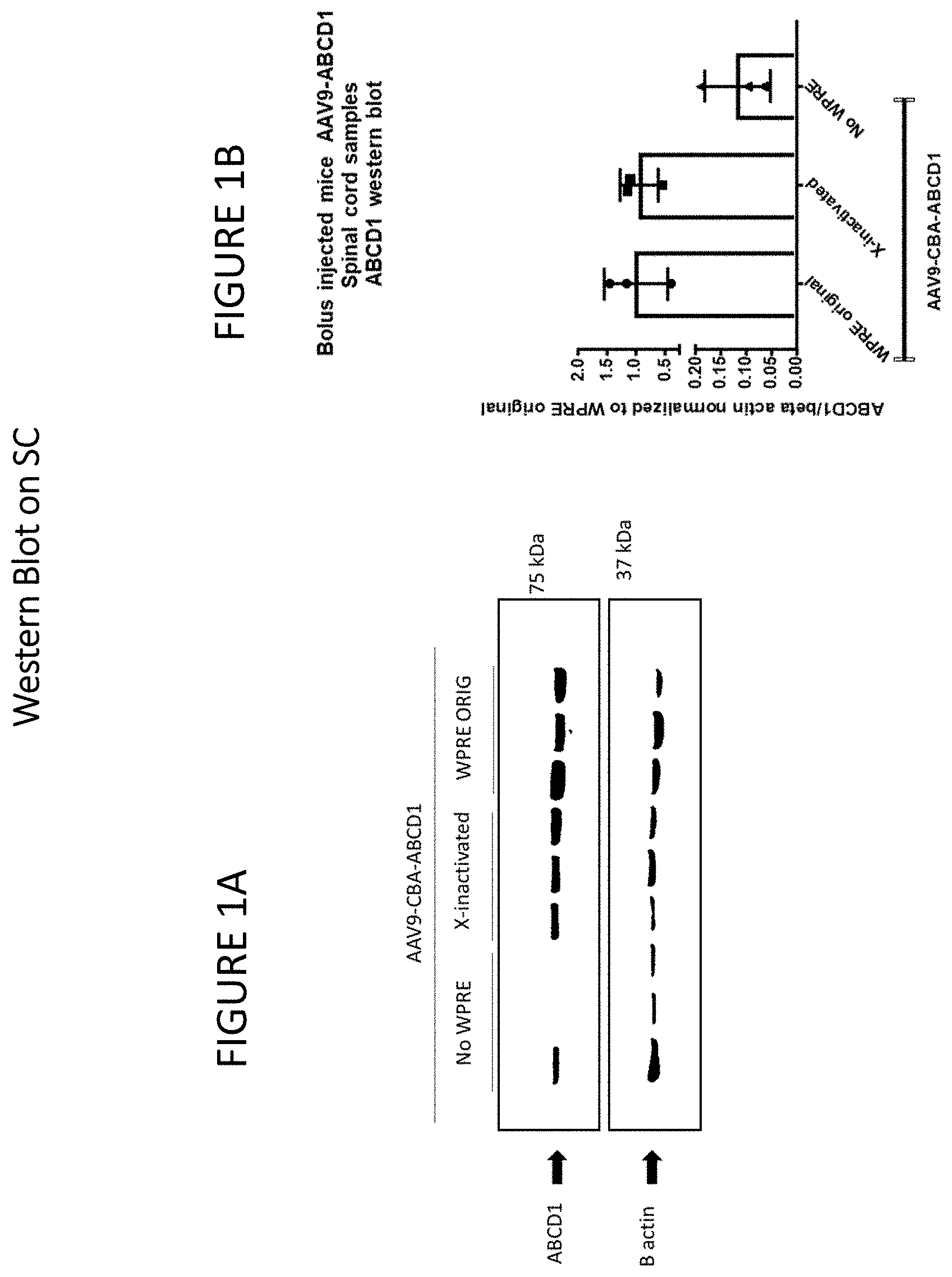 Patent US11779655 — AAV-ABCD1 constructs and use for treatment or prevention of adrenoleukodystrophy (ALD) and/or adrenomyeloneuropathy (AMN) — Figure 1