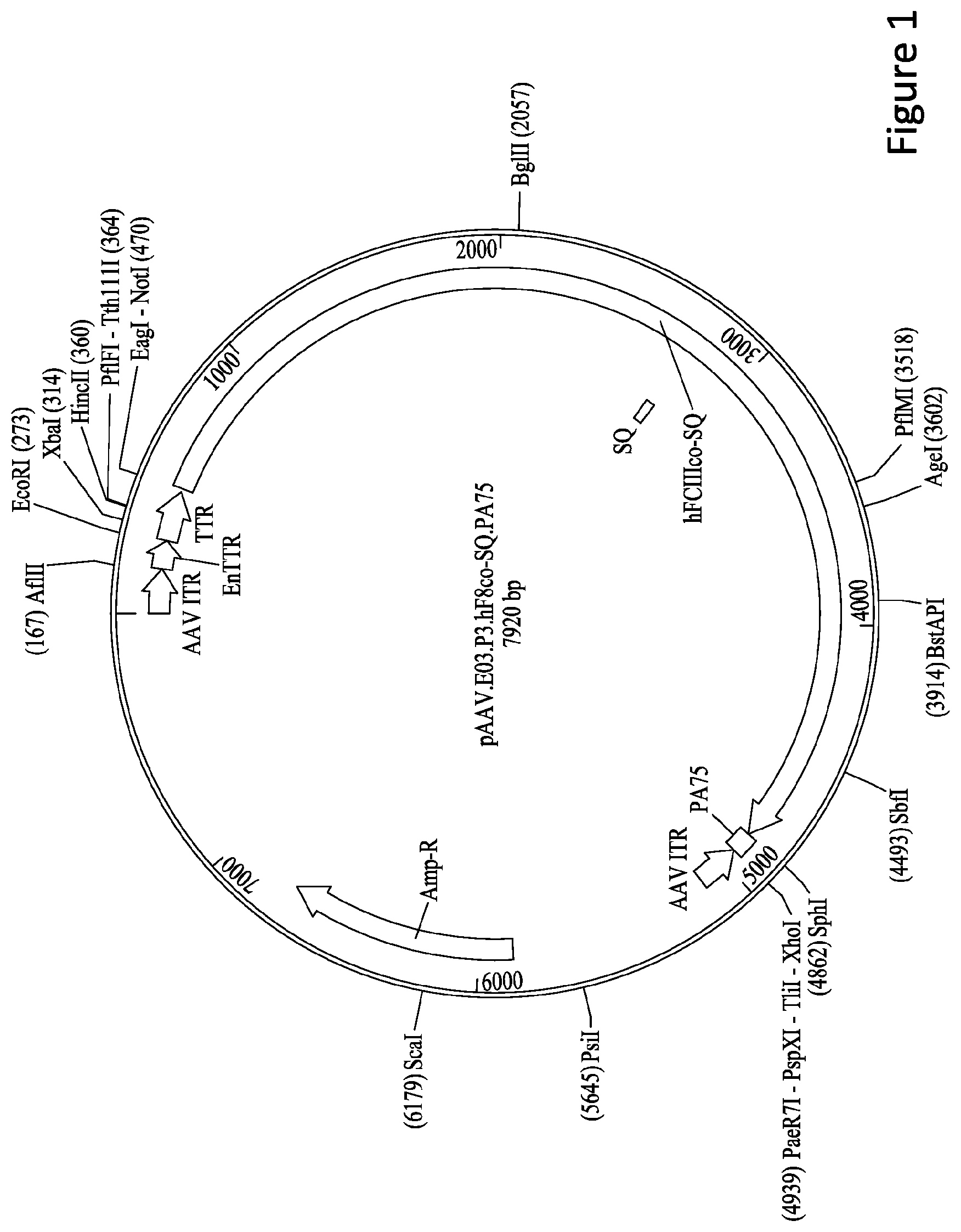 Patent US11779656 — Gene therapy for treating hemophilia A — Figure 1