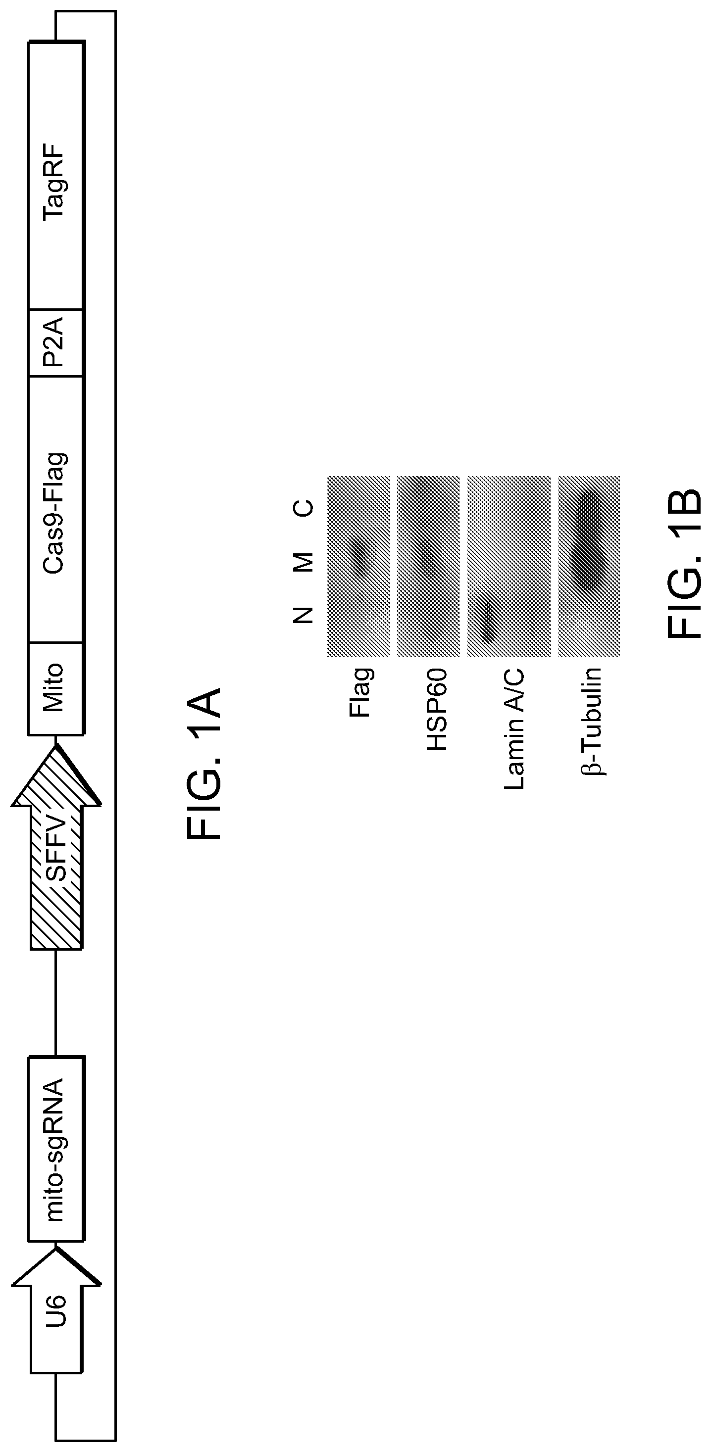 Patent US11779657 Figure 1 – Compositions and methods for mitochondrial genome editing