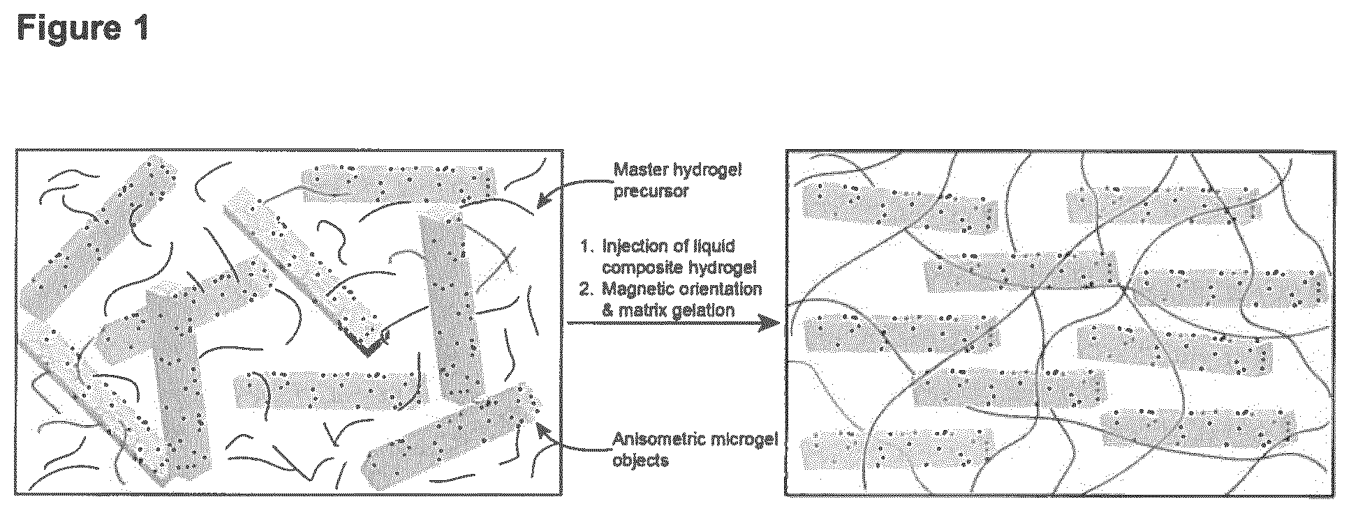 Patent US11779681 — Macroscopically alignable, injectable, soft hydrogel composition — Figure 1