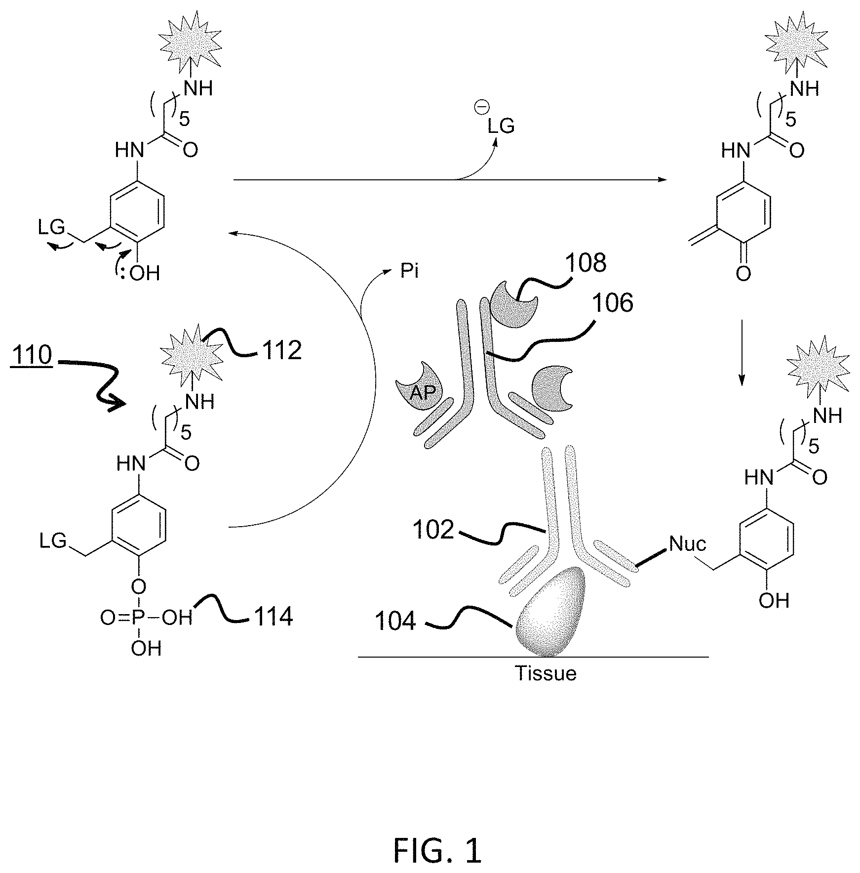 Patent US11780863 — Quinone methide analog signal amplification — Figure 1