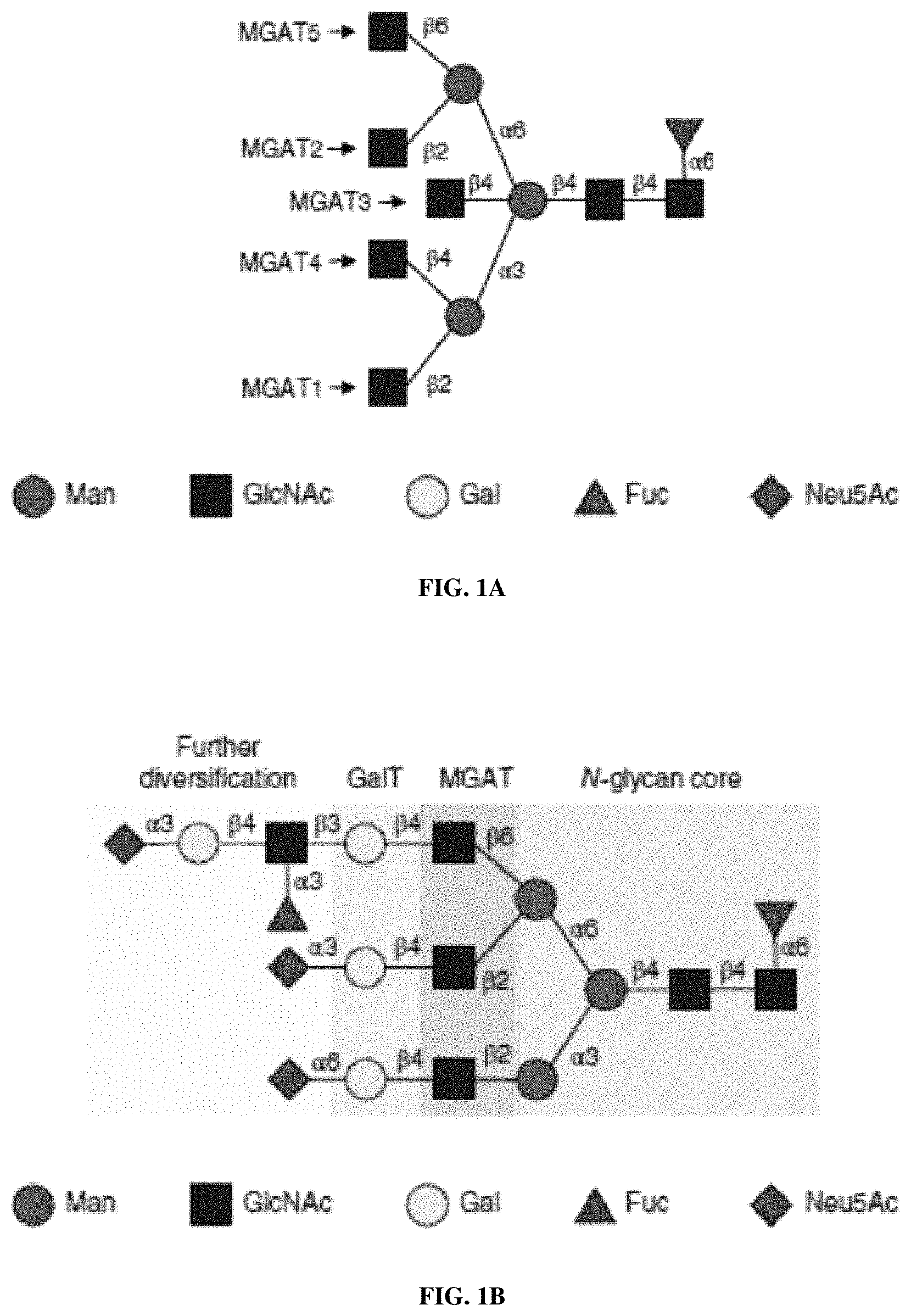 Patent US11780872 Figure 1 – Oligosaccharide analytical standards