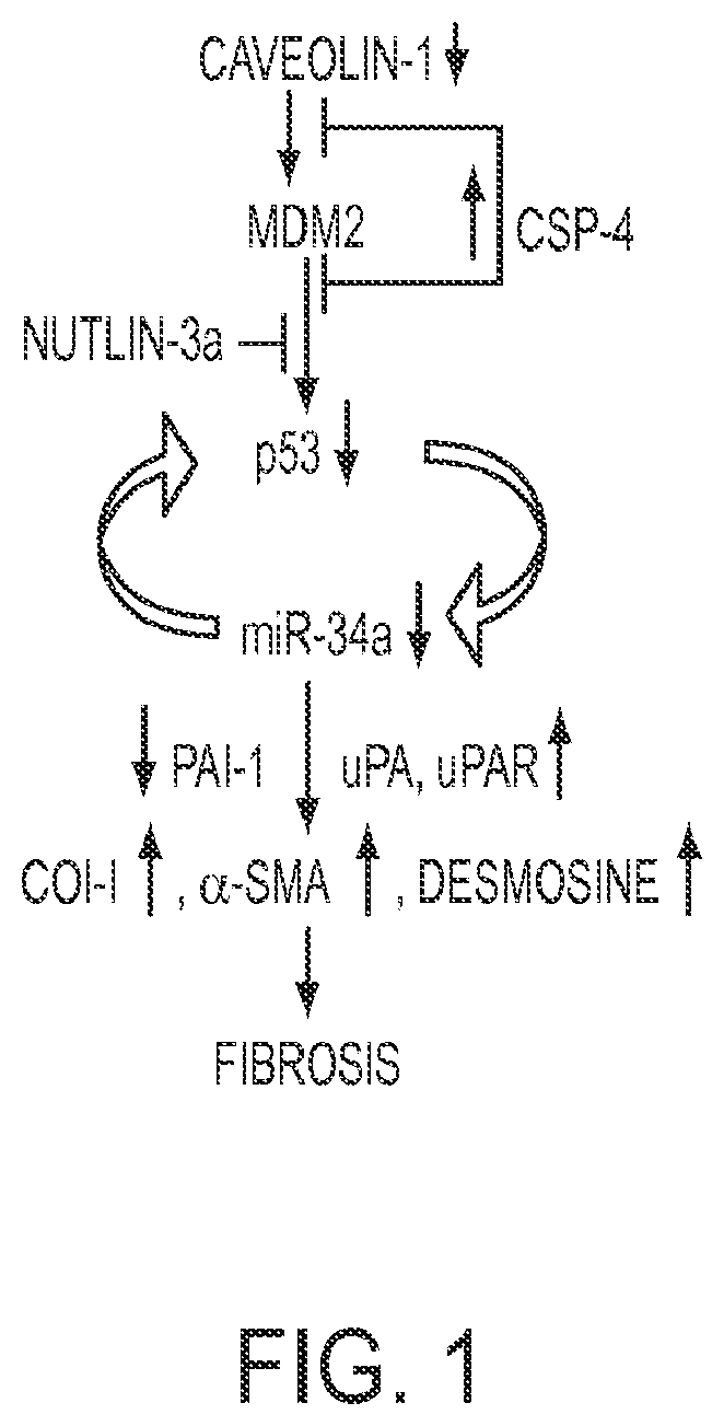 Patent US11780879 — Inhibition of pulmonary fibrosis with nutlin-3A and peptides — Figure 1