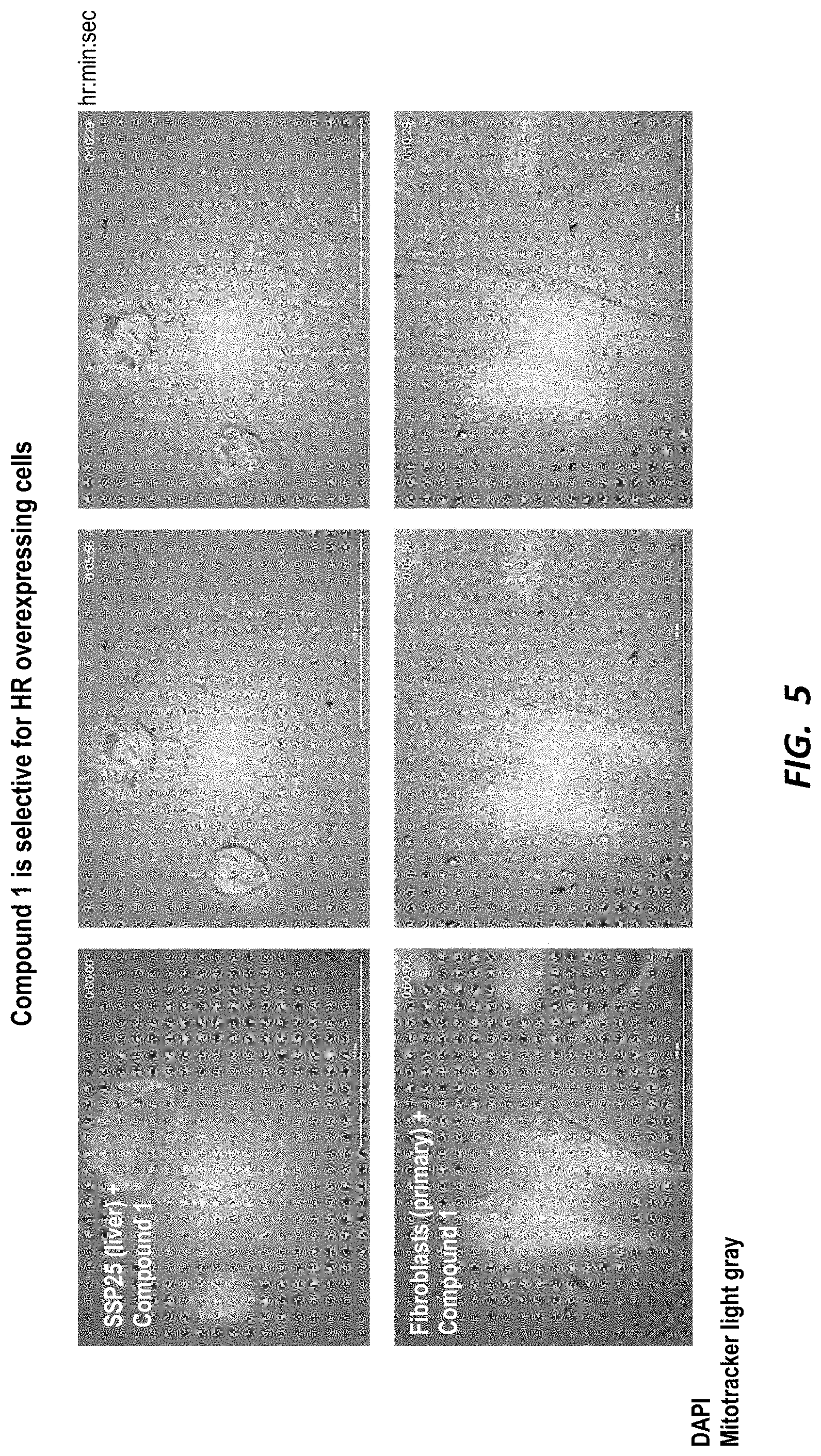 Patent US11780881 Figure 5 – Compounds for selective disruption of protein-protein interactions