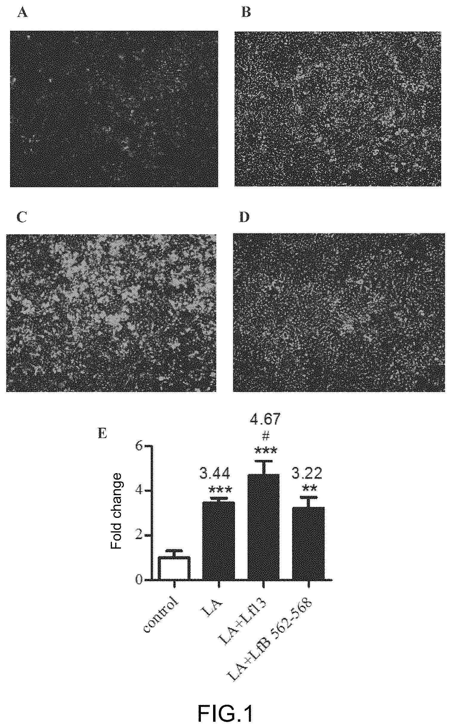 Patent US11780883 — Derived peptide of lactoferrin and method thereof for promoting and/or increasing lipid synthesis — Figure 1