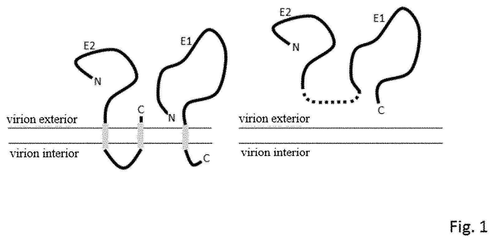 Patent US11780884 — Rubella virus spike construct — Figure 1