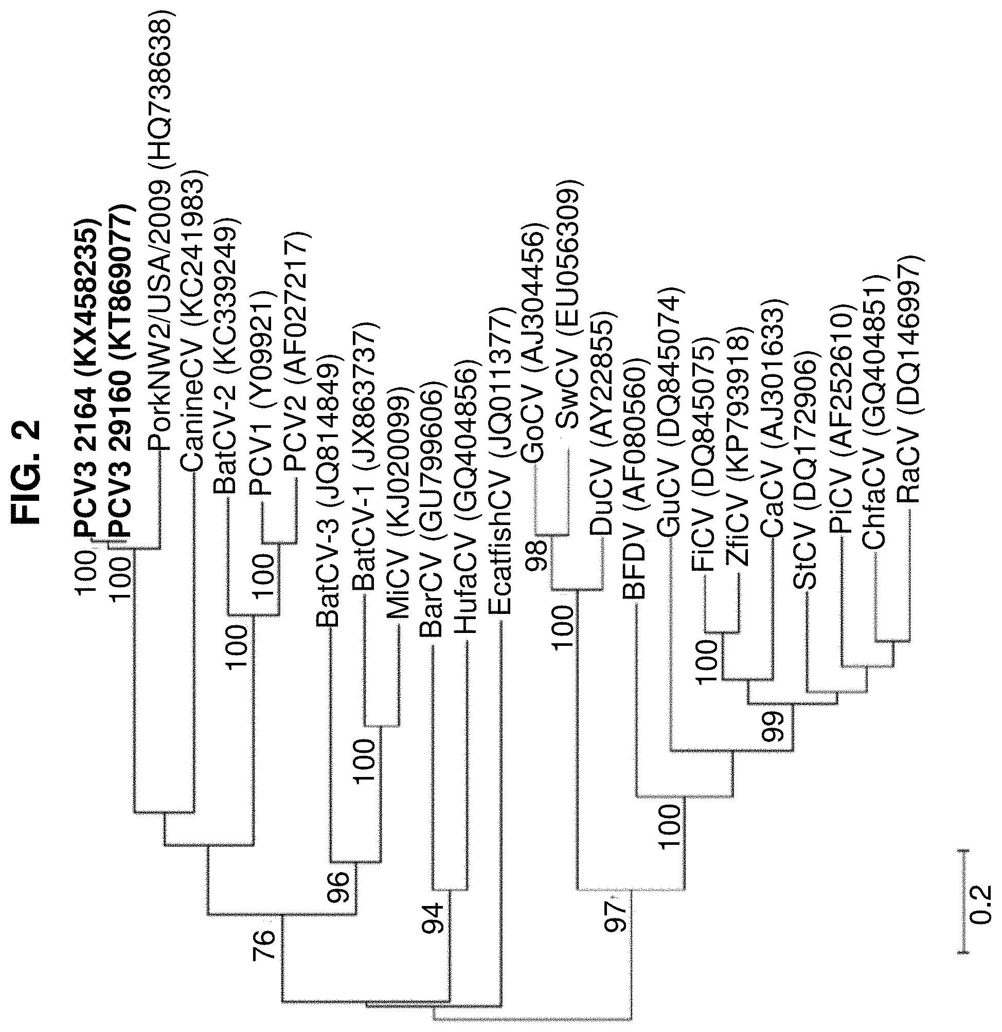 Patent US11780887 Figure 2 – Porcine circovirus type 3 immunogenic compositions and methods of making and using the same