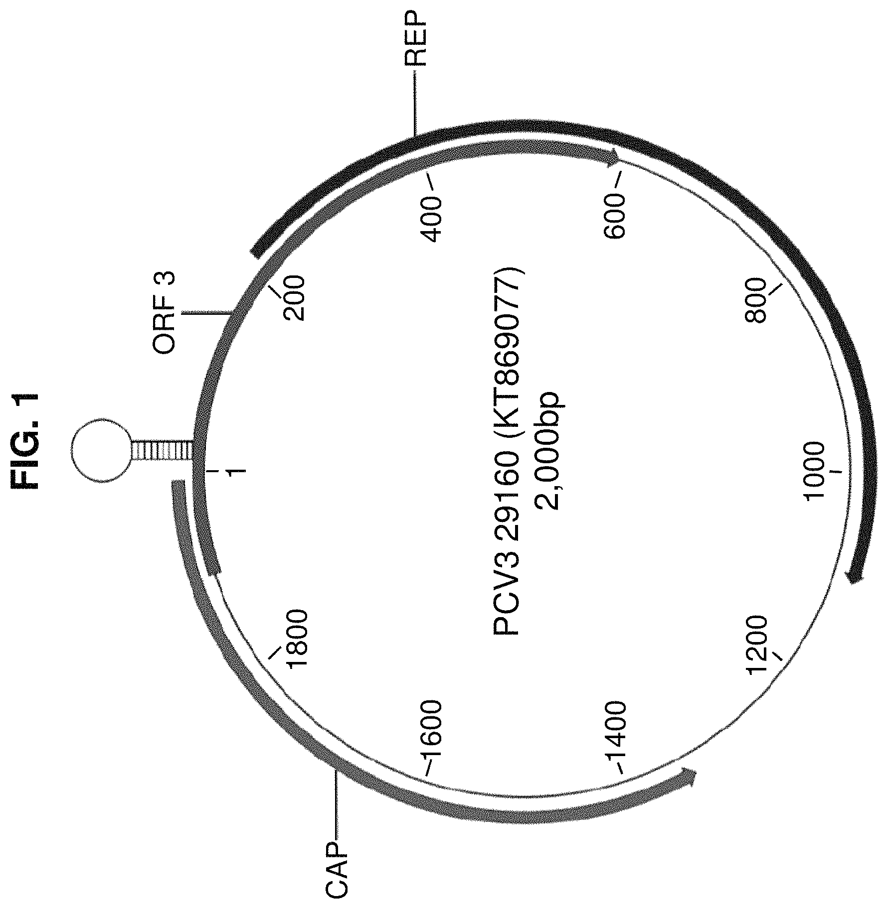 Patent US11780889 — Porcine circovirus type 3 immunogenic compositions and methods of making and using the same — Figure 1