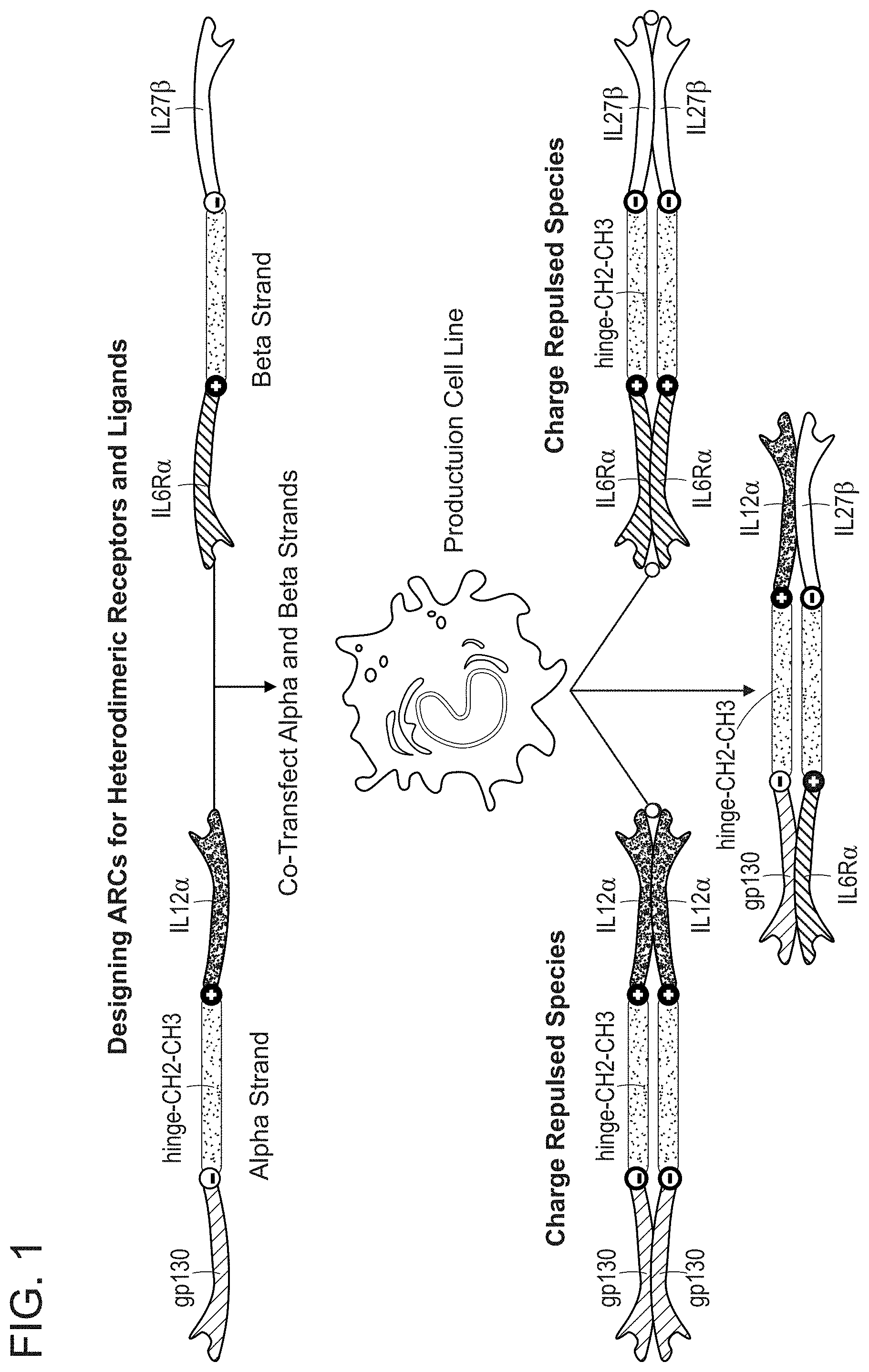 Patent US11780897 — Heterodimeric proteins and uses thereof — Figure 1