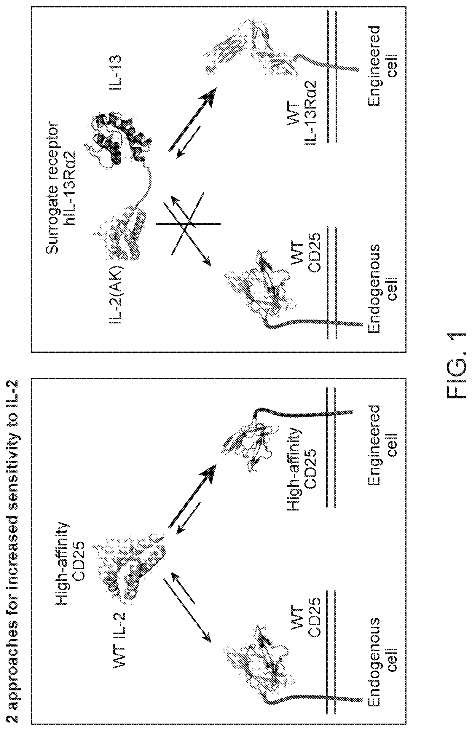 Patent US11780899 — Engineered proteins to enhance sensitivity of a cell to IL-2 — Figure 1