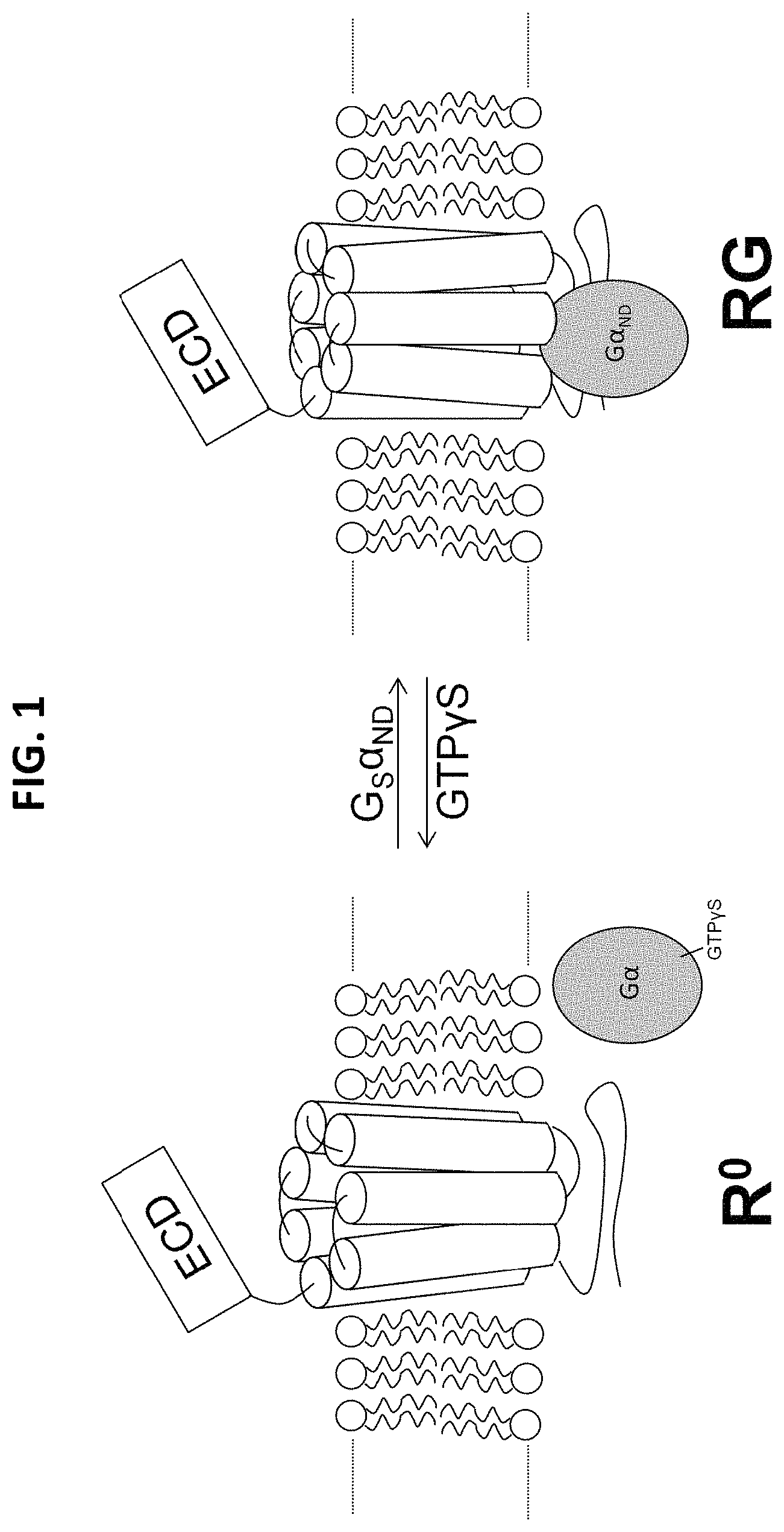 Patent US11780901 Figure 1 – Analogues of parathyroid hormone (1-34) that function as agonists of the parathyroid hormone receptor-1 and display modified activity profiles