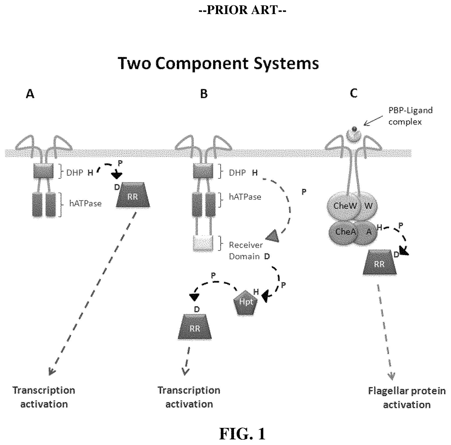 Patent US11780902 — Receptor/histidine kinase fusion constructs and uses thereof — Figure 1
