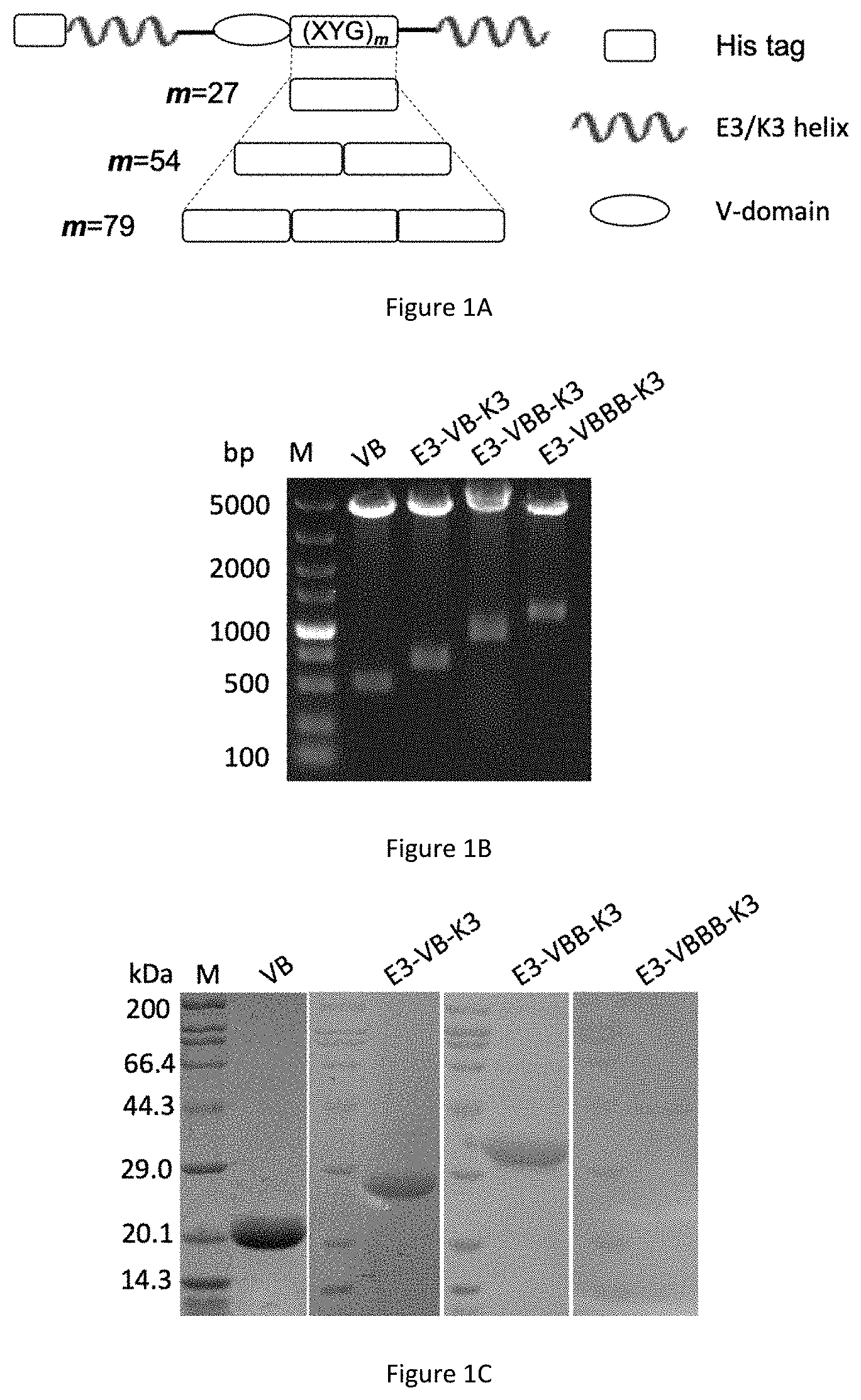 Patent US11780905 Figure 1 – Preparation method for collagen hydrogel